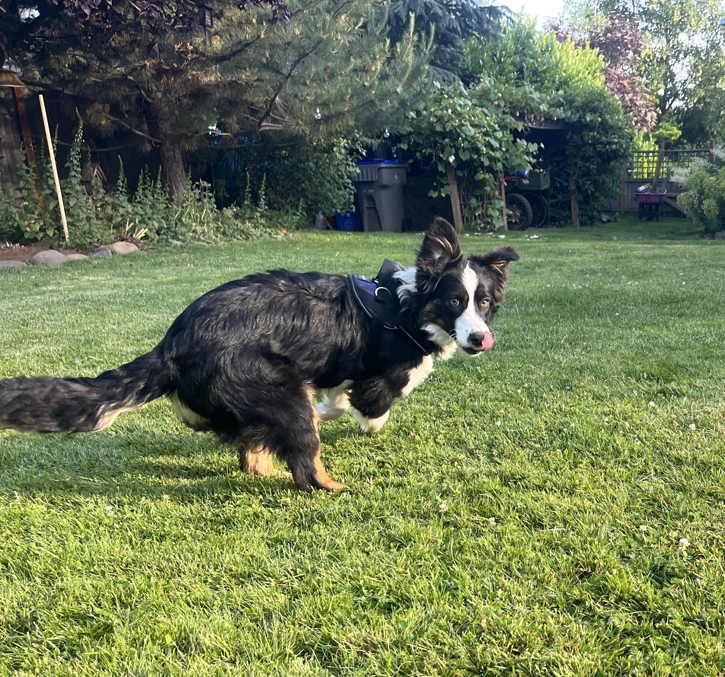 Lucky, a ADOPTABLE mixed breed in Bend, OR image 4/5