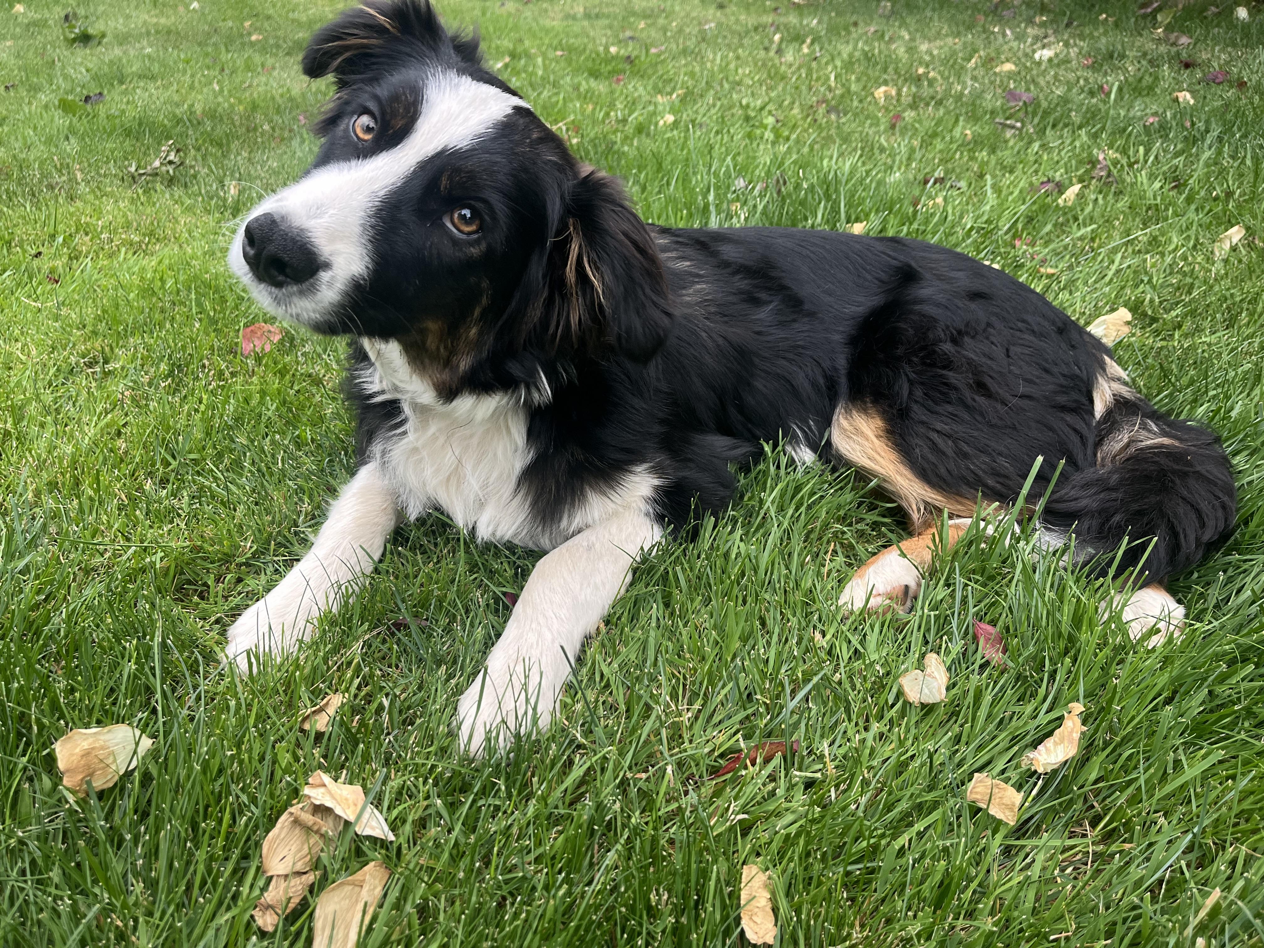 Lucky, ADOPTABLE, Puppy Male Border Collie & Australian Shepherd.