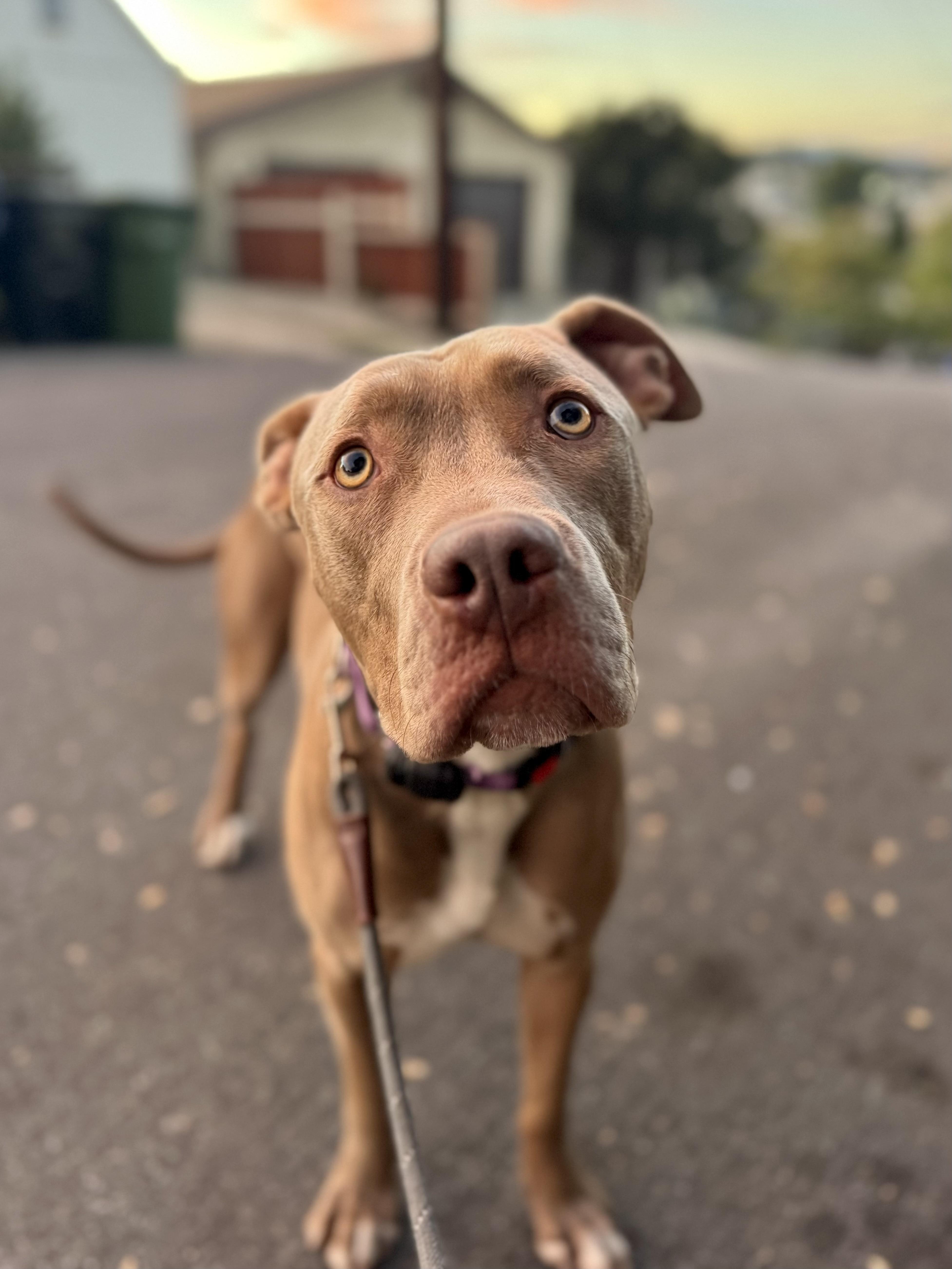 El Roy, Adoptable, Young Male American Staffordshire Terrier & Pit Bull Terrier.
