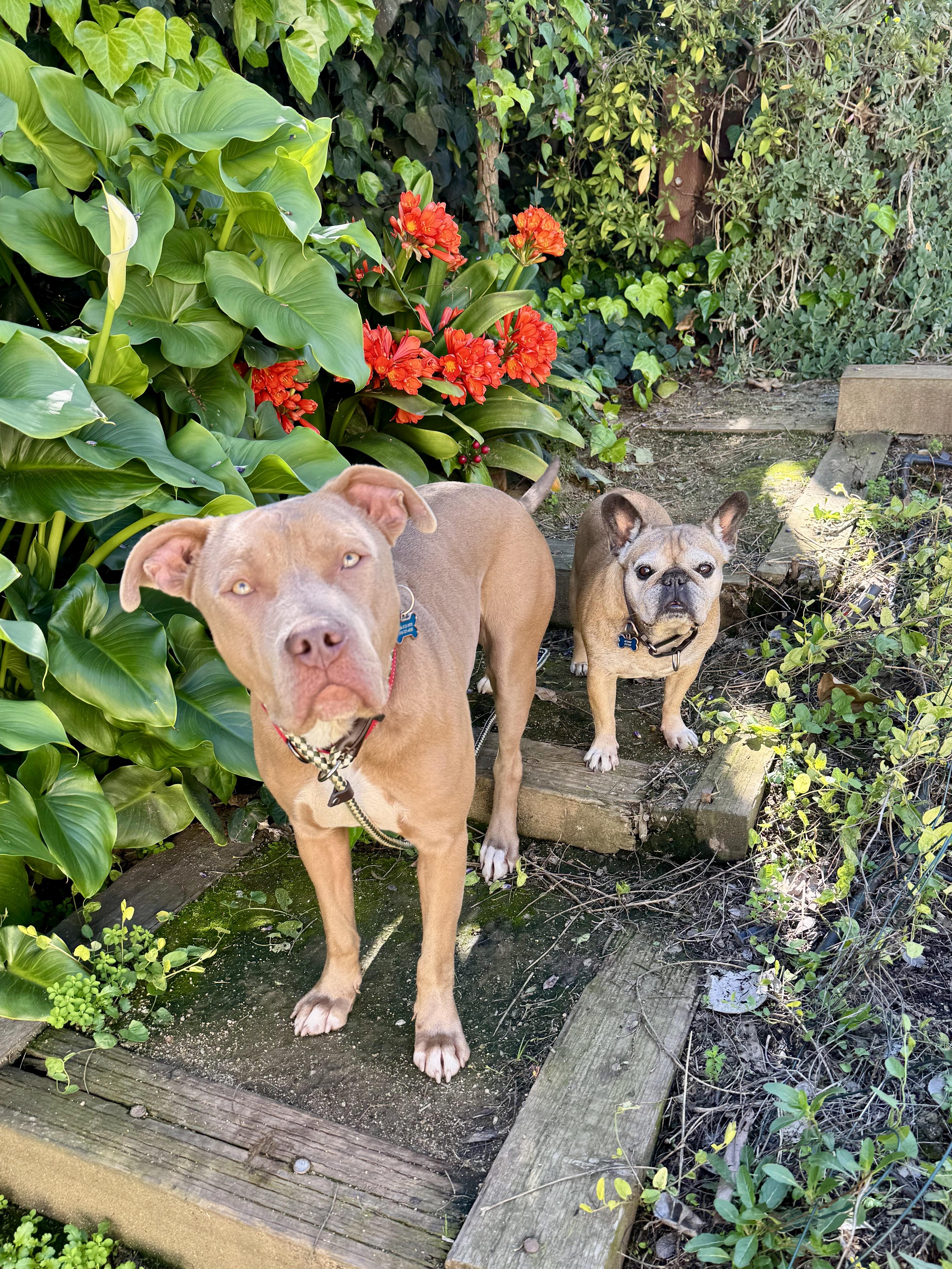 Enlarge El Roy, a Adoptable mixed breed in Los Angeles, CA image 4/6