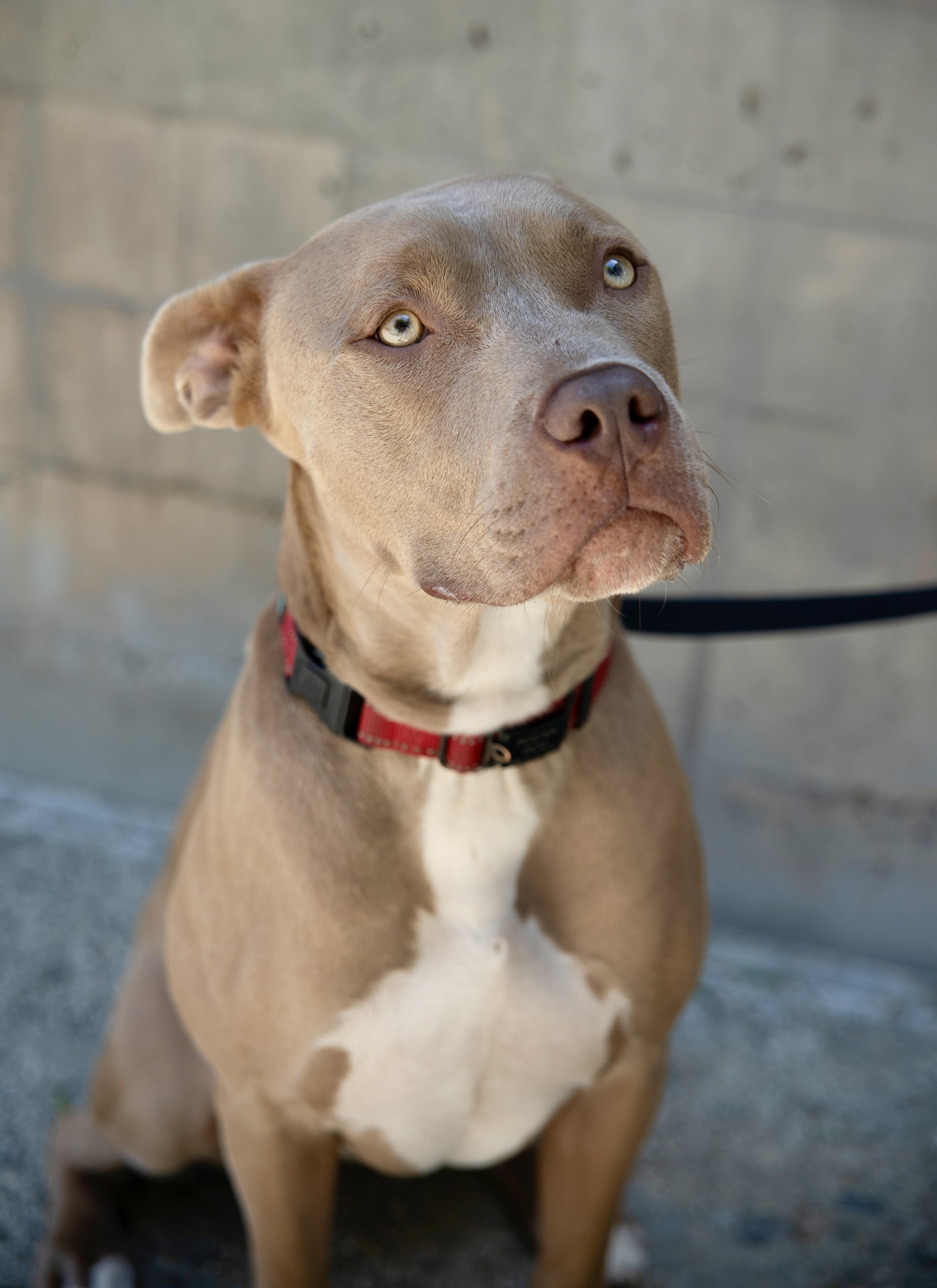 Enlarge El Roy, a Adoptable mixed breed in Los Angeles, CA image 2/6