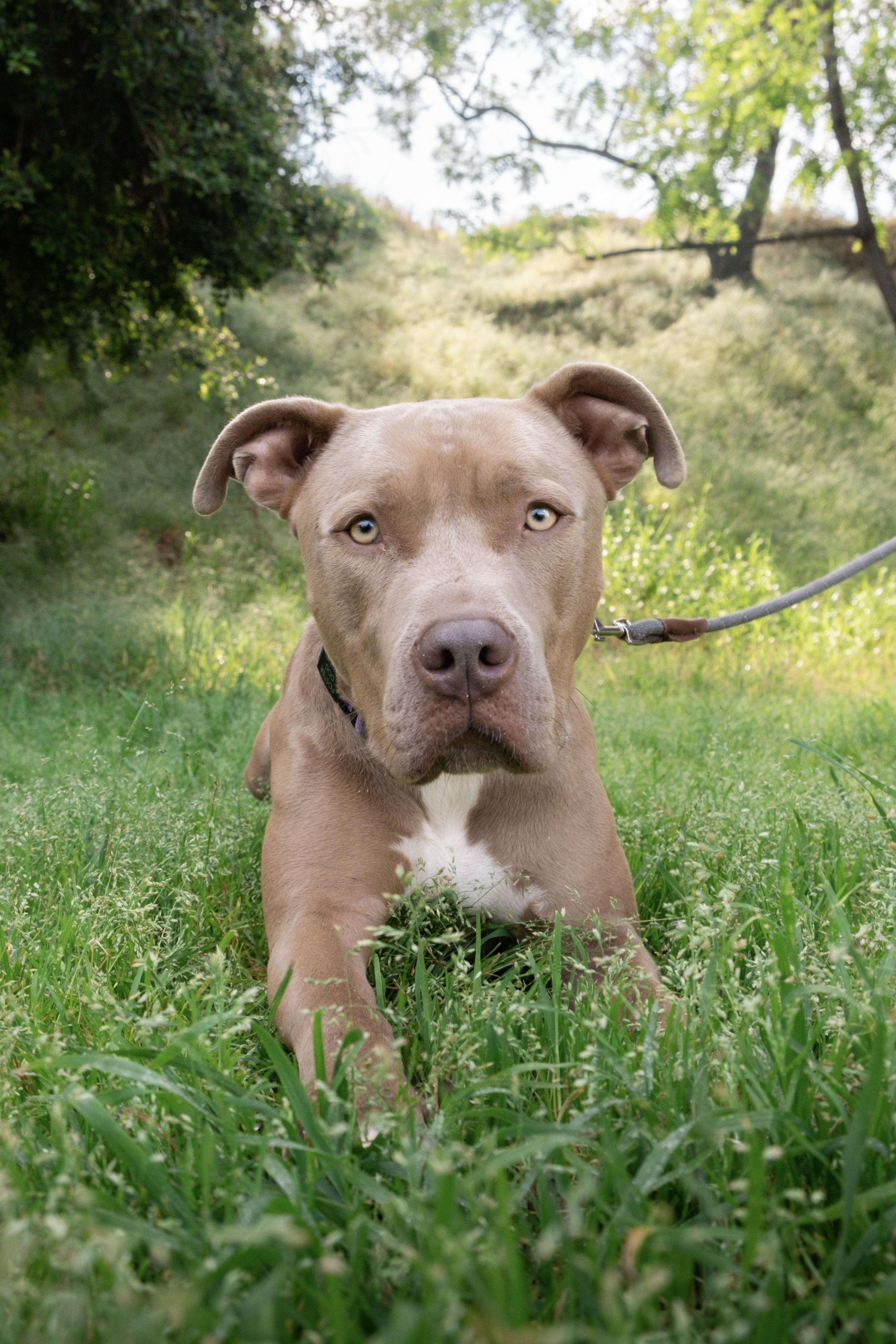 Enlarge El Roy, a Adoptable mixed breed in Los Angeles, CA image 2/6