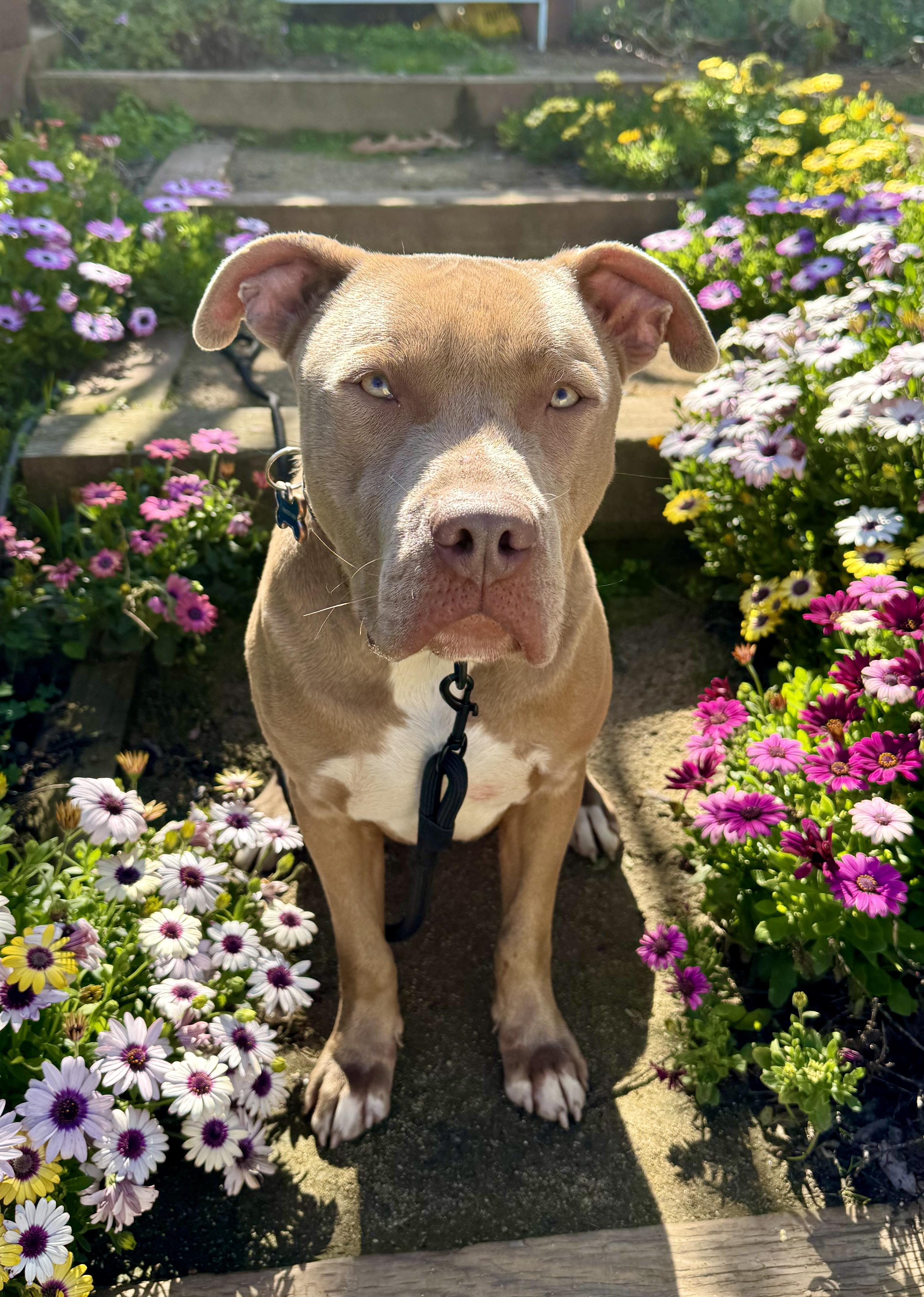 Enlarge El Roy, a Adoptable mixed breed in Los Angeles, CA image 3/6