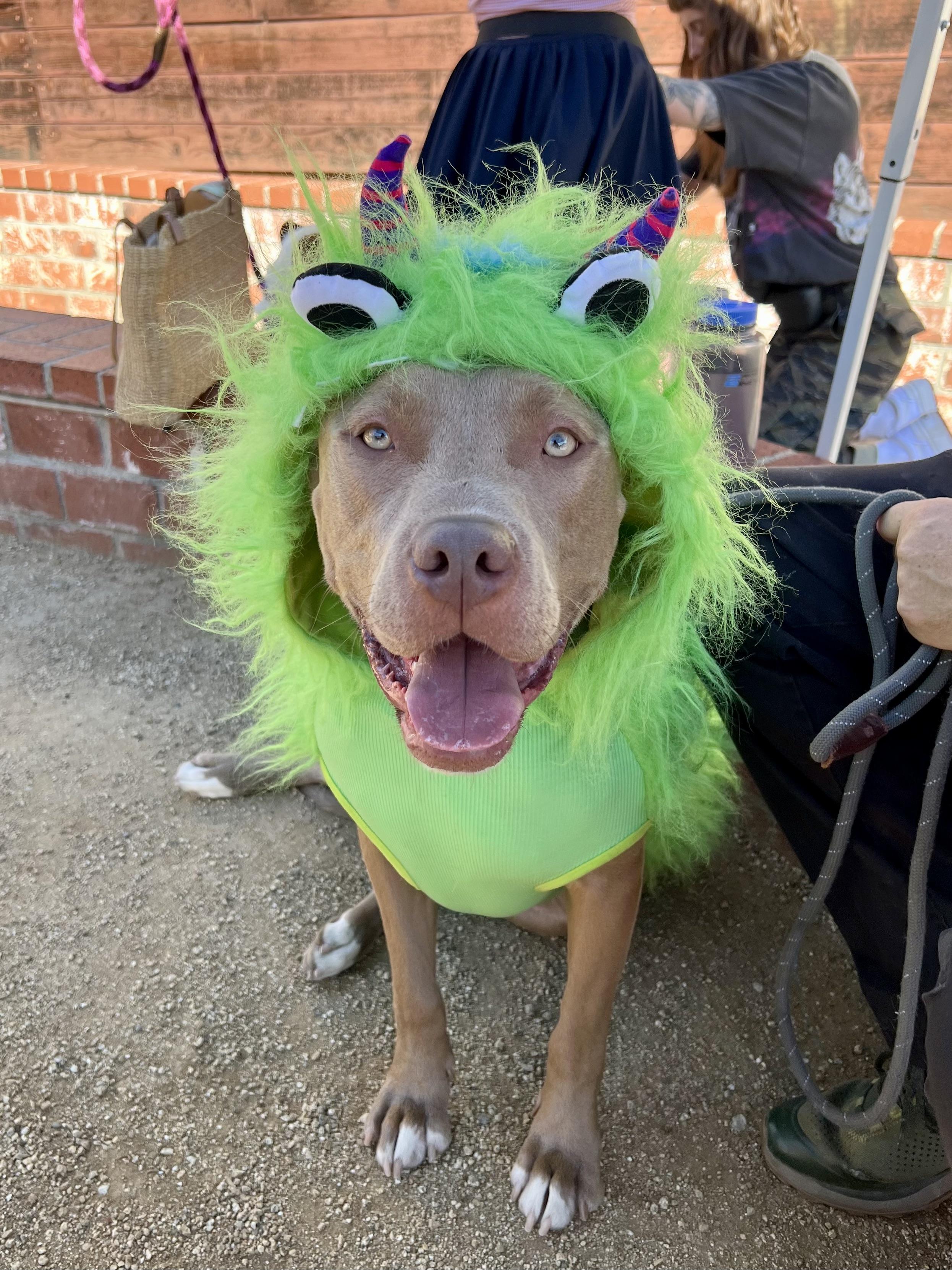 El Roy, Adoptable, Young Male American Staffordshire Terrier & Pit Bull Terrier.