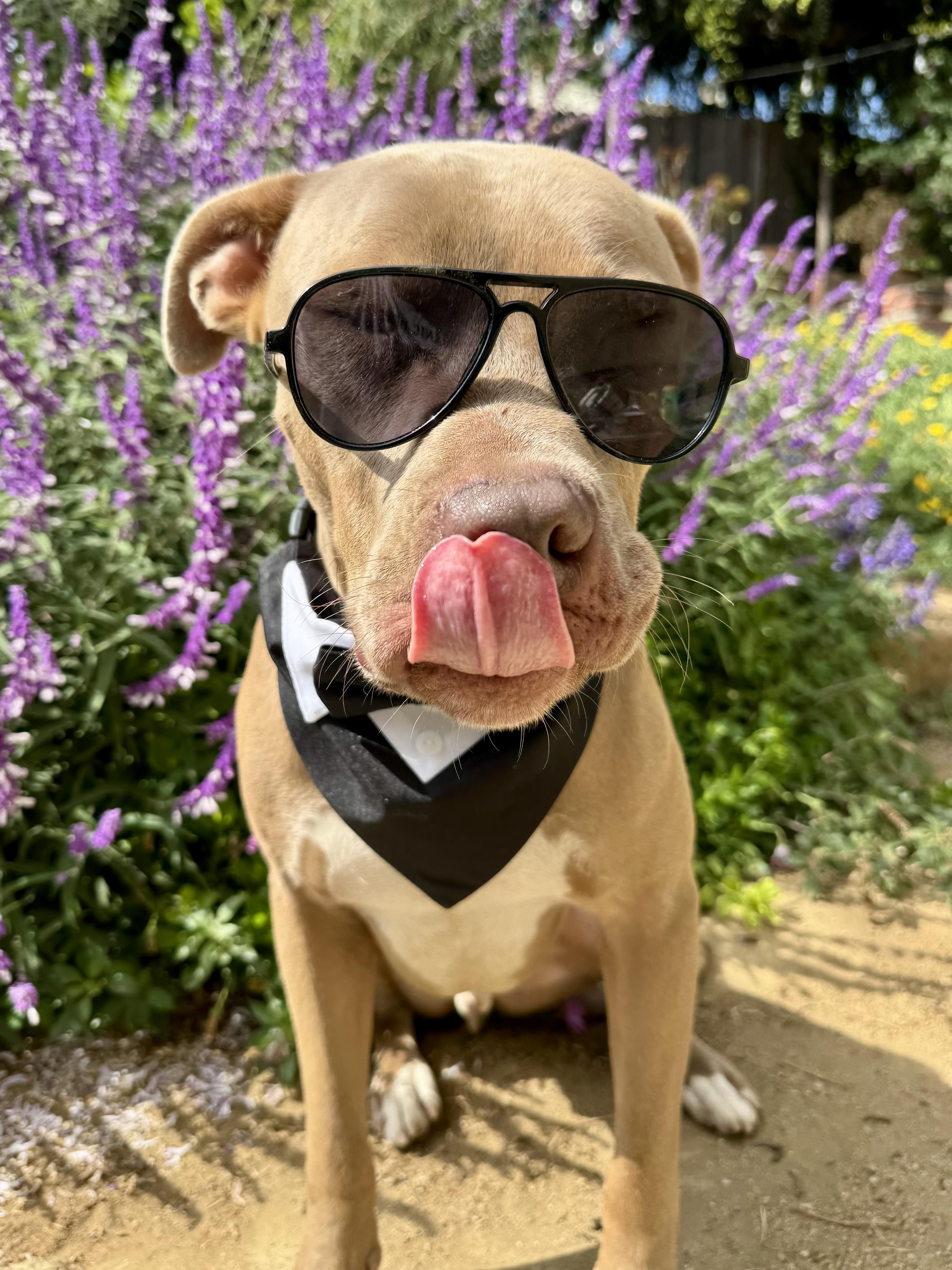 El Roy, Adoptable, Young Male American Staffordshire Terrier & Pit Bull Terrier.