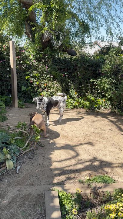 Enlarge El Roy, a Adoptable mixed breed in Los Angeles, CA video 5/6