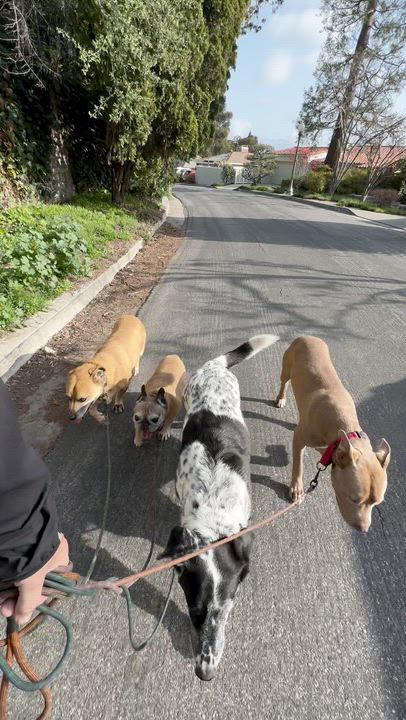 Enlarge El Roy, a Adoptable mixed breed in Los Angeles, CA video 6/6