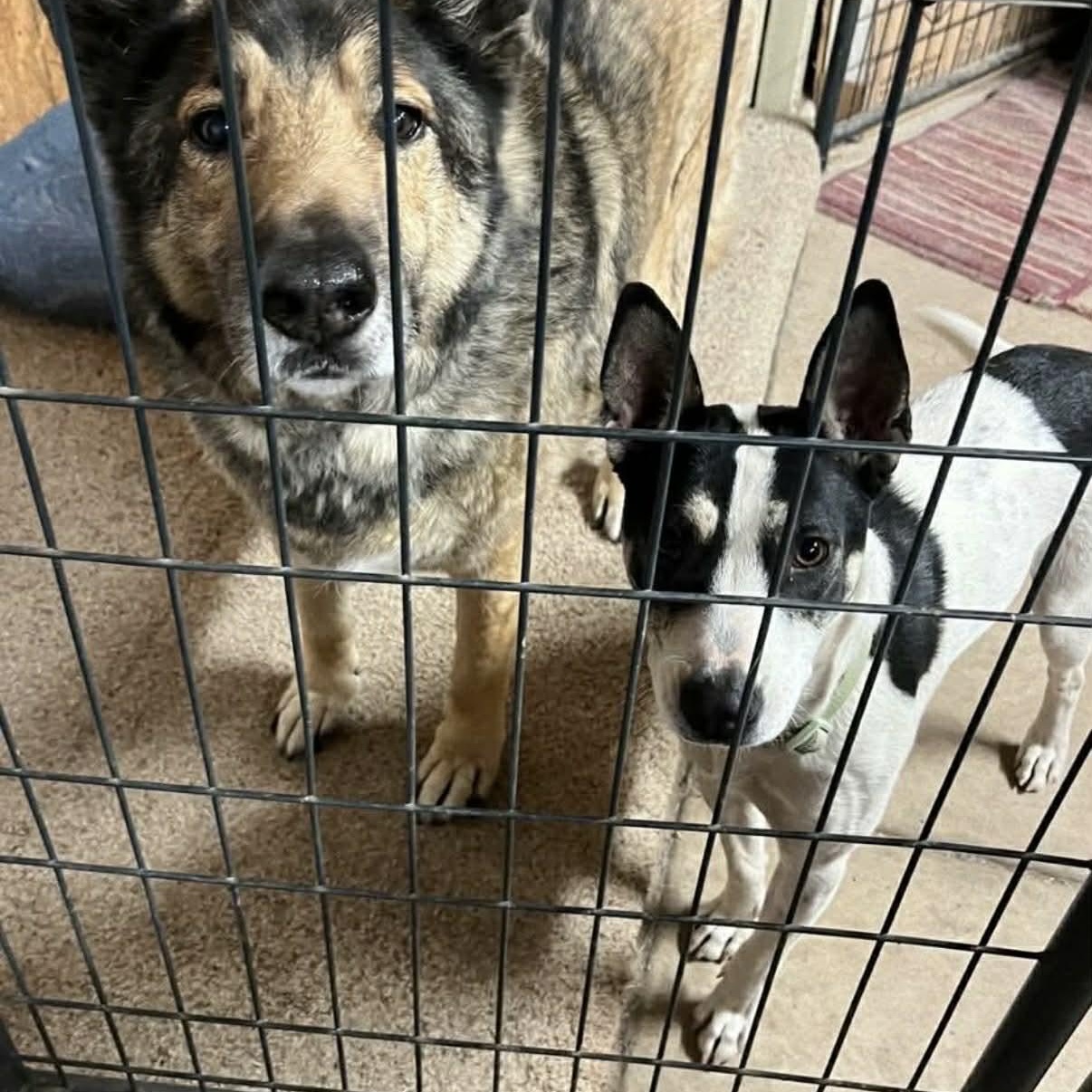 Enlarge Bat Girl, a Adoptable mixed breed in Glenolden, PA image 3/6