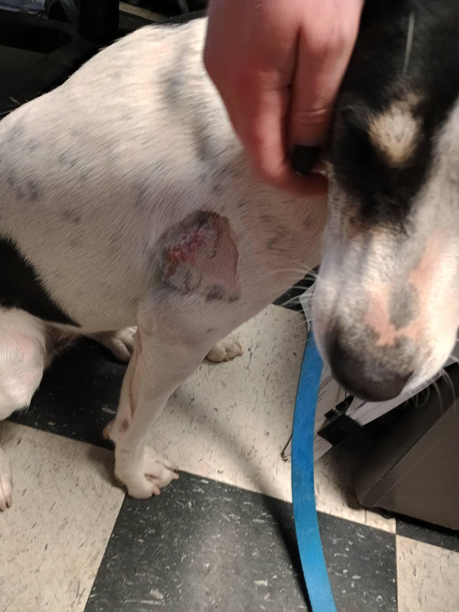 Enlarge Bat Girl, a Adoptable mixed breed in Glenolden, PA image 6/6