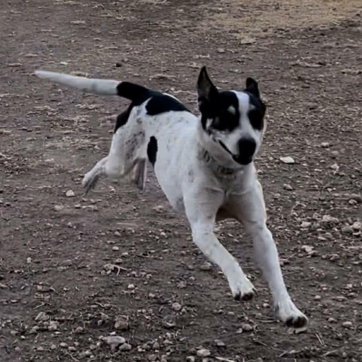 Enlarge Bat Girl, a Adoptable mixed breed in Glenolden, PA image 2/6