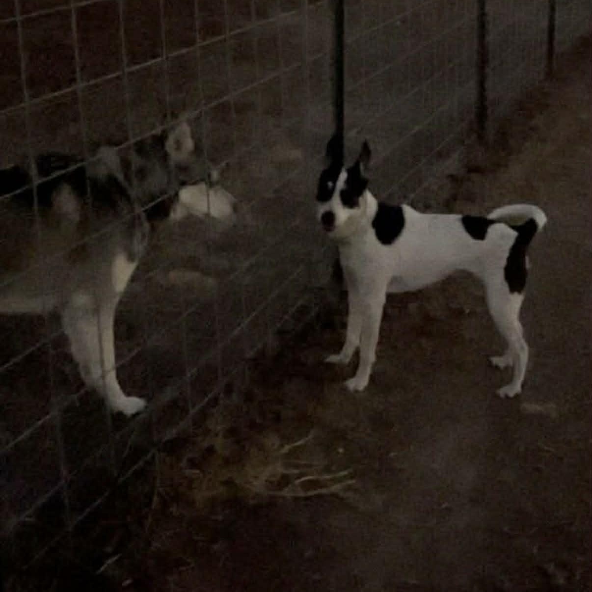 Enlarge Bat Girl, a Adoptable mixed breed in Glenolden, PA image 5/6