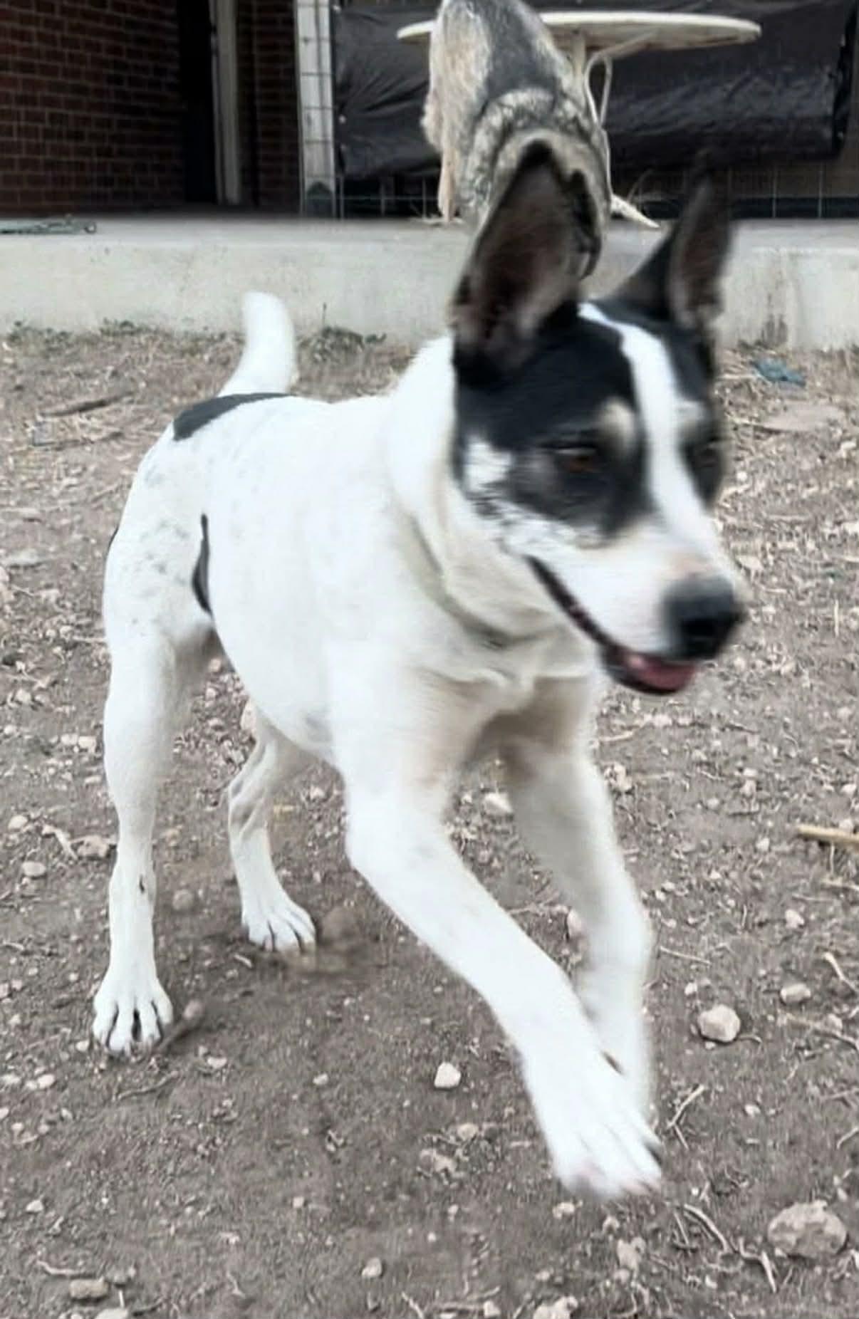 Enlarge Bat Girl, a Adoptable mixed breed in Glenolden, PA image 4/6