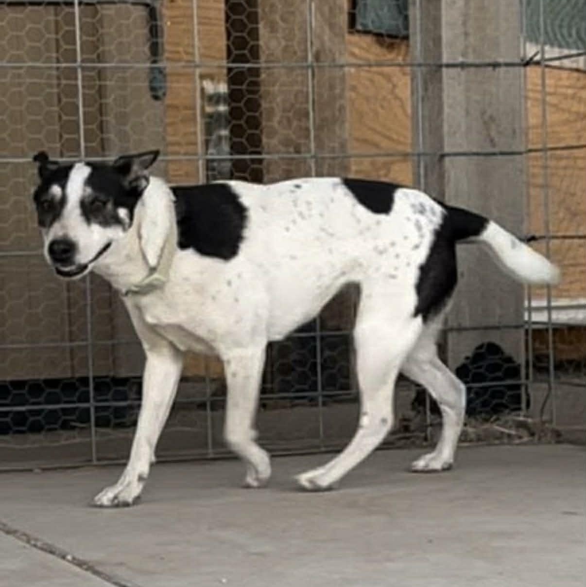 Bat Girl, Adoptable, Young Female Rat Terrier & Cattle Dog.