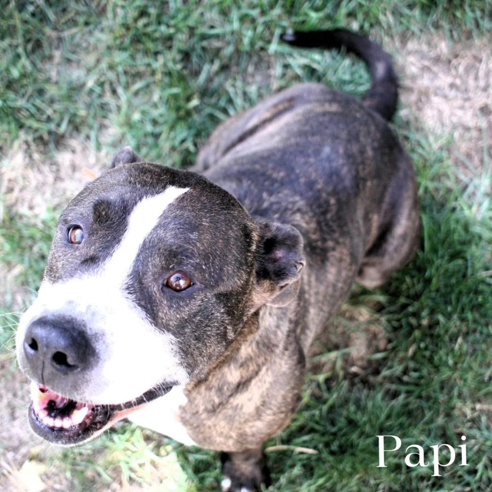 Enlarge Papi (Cross Post), a Adoptable Staffordshire Bull Terrier in Council Bluffs, IA image 1/4