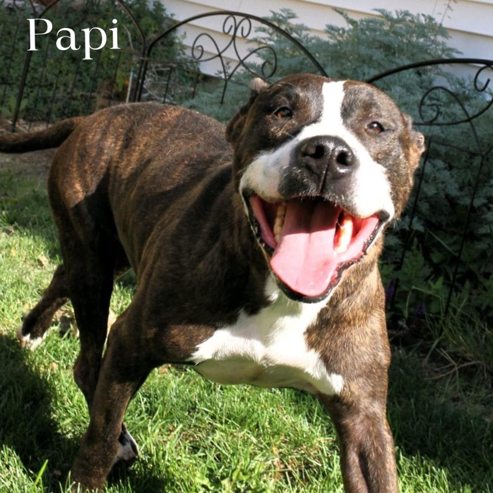 Enlarge Papi (Cross Post), a Adoptable Staffordshire Bull Terrier in Council Bluffs, IA image 4/4