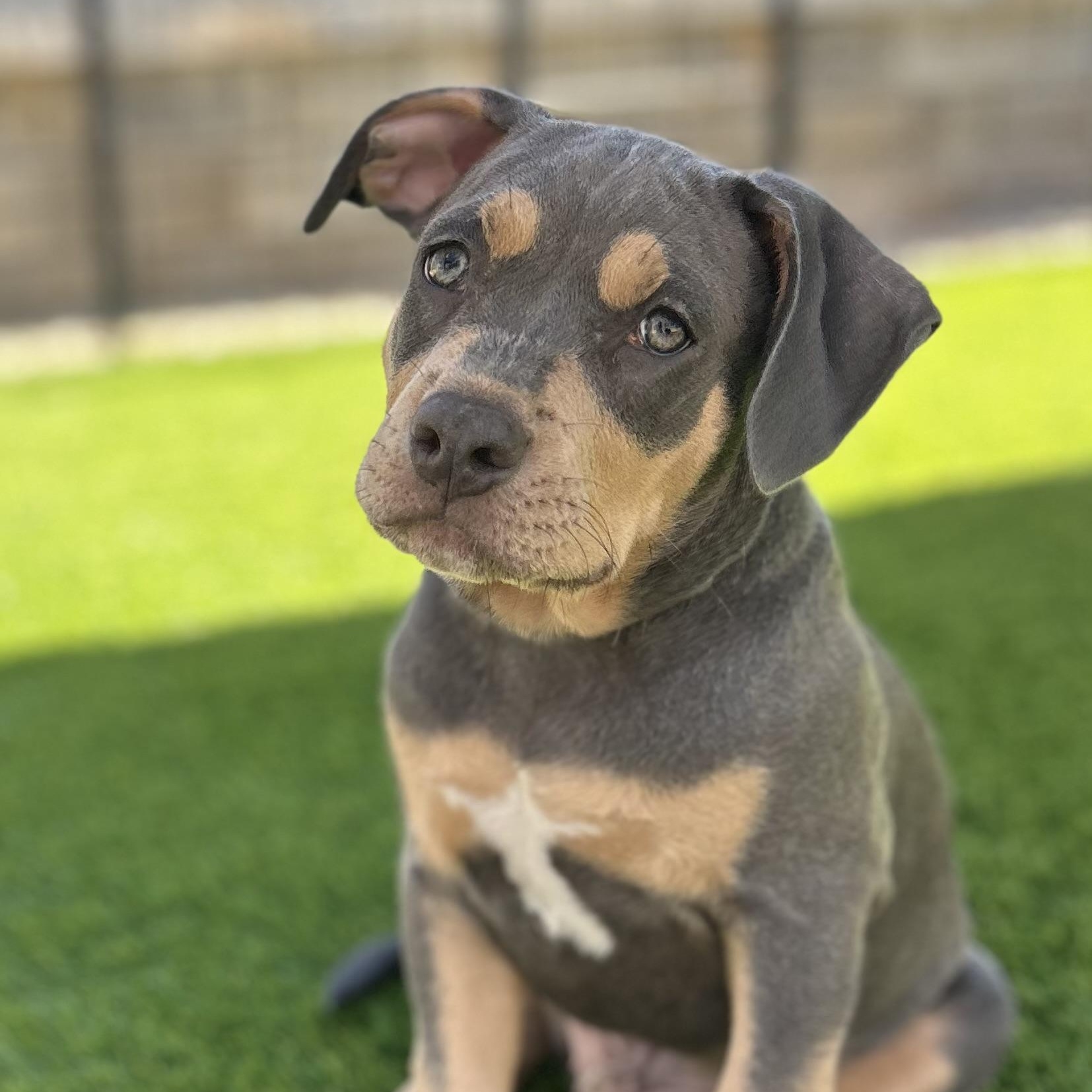Forest, a ADOPTABLE mixed breed in Citrus Heights, CA image 1/6
