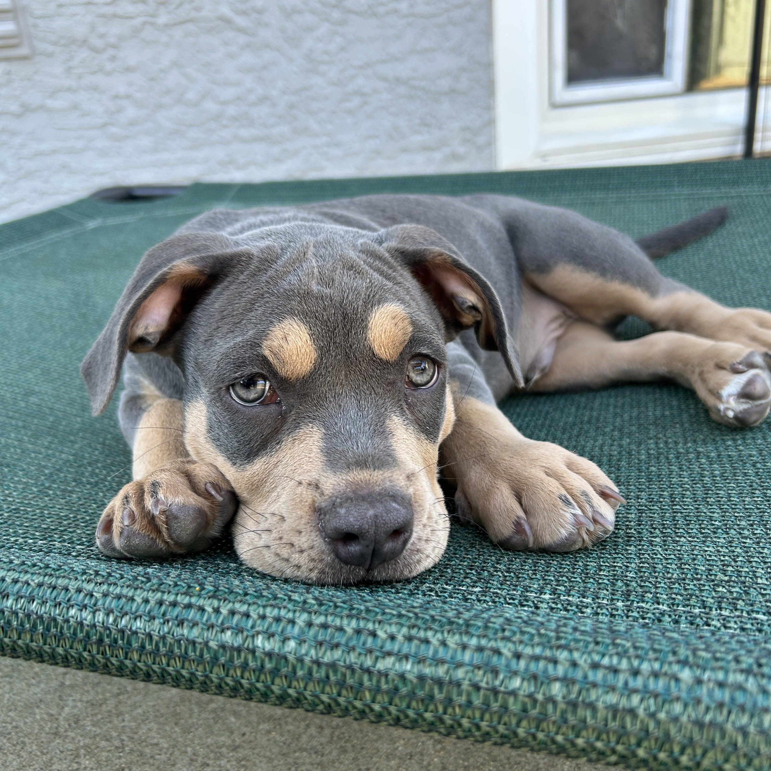 Forest, a ADOPTABLE mixed breed in Citrus Heights, CA image 6/6