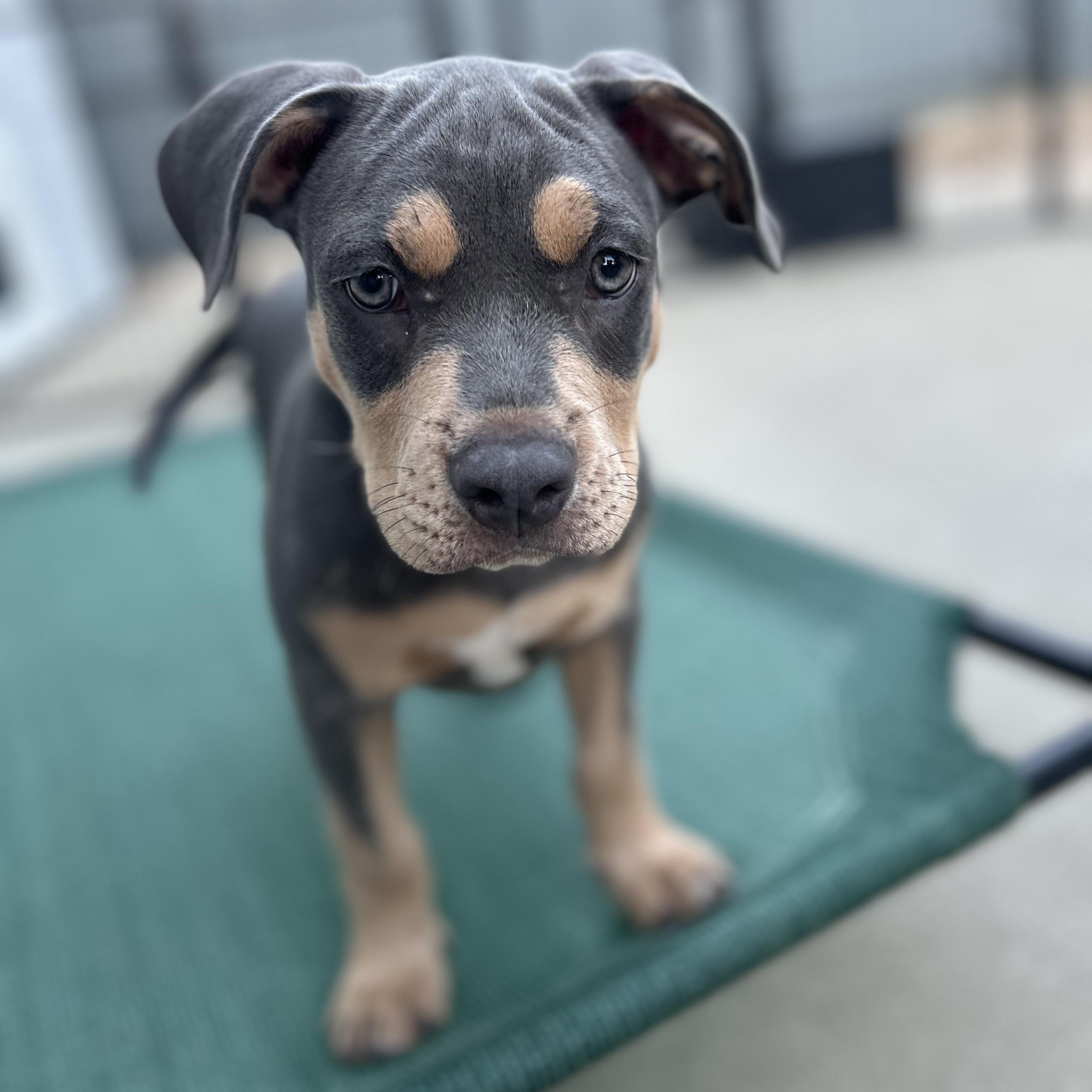 Forest, a ADOPTABLE mixed breed in Citrus Heights, CA image 2/6