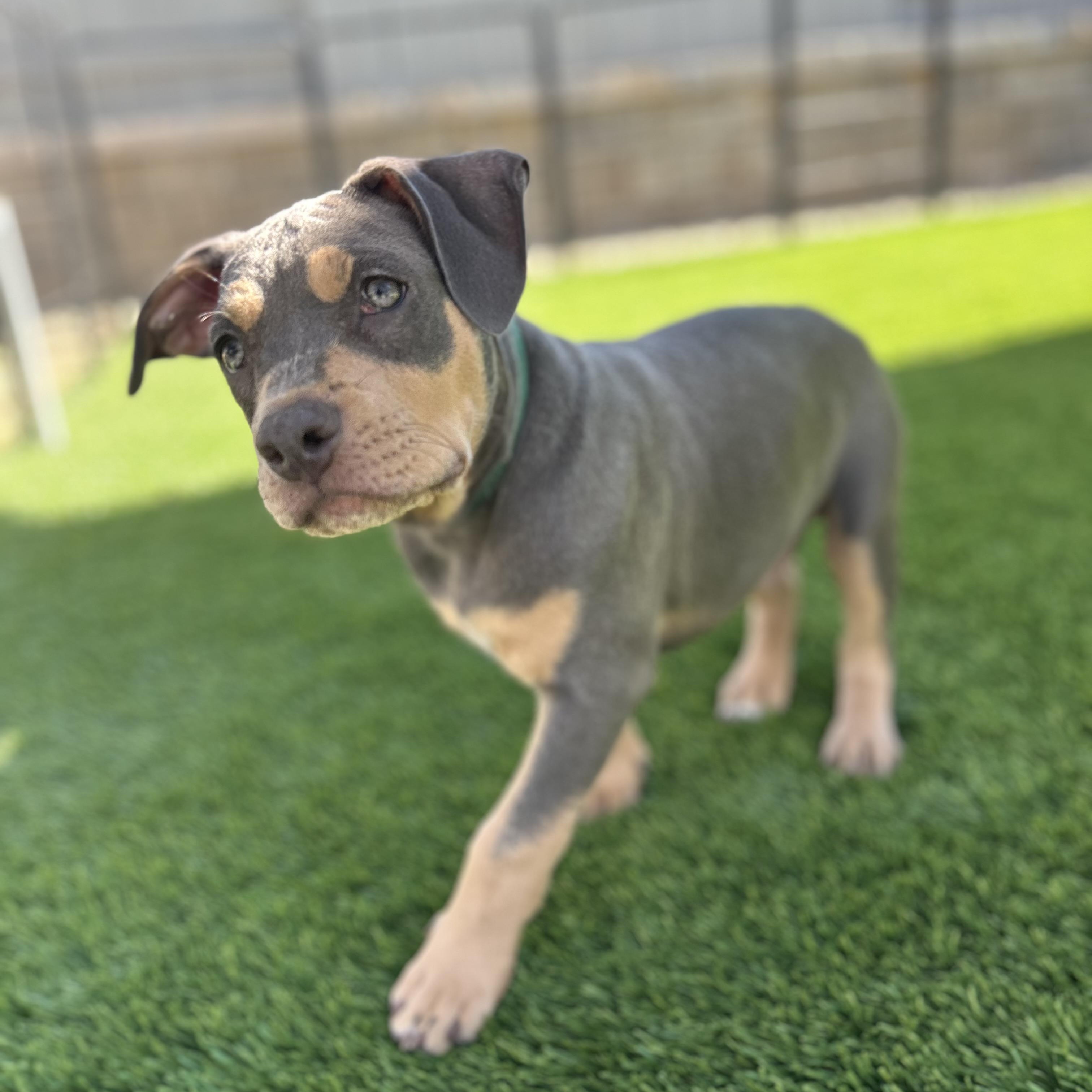 Forest, a ADOPTABLE mixed breed in Citrus Heights, CA image 3/6