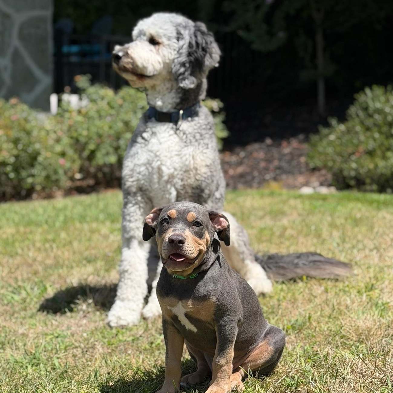 Enlarge Forest, an adopted mixed breed in Citrus Heights, CA image 5/6