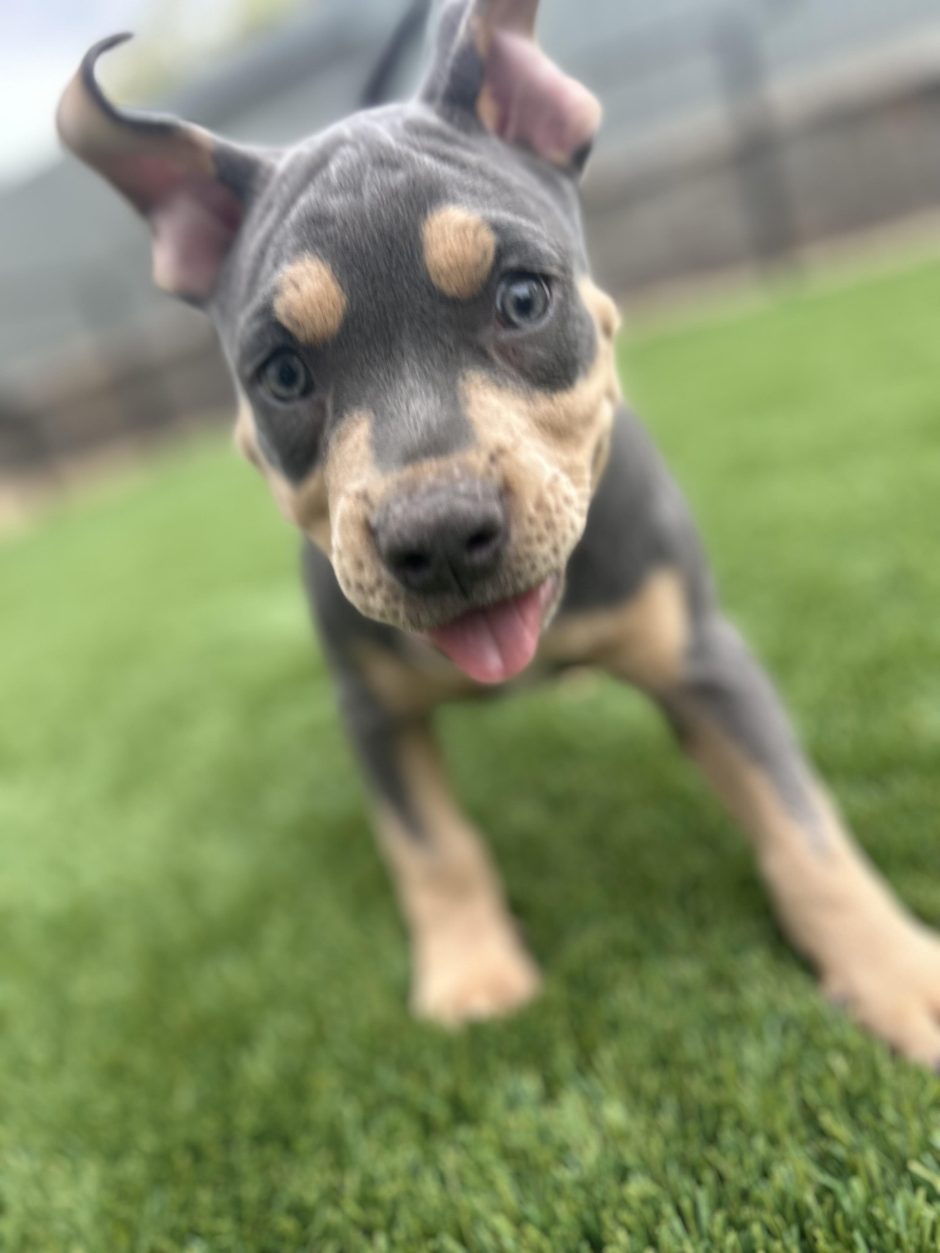 Forest, a ADOPTABLE mixed breed in Citrus Heights, CA image 4/6