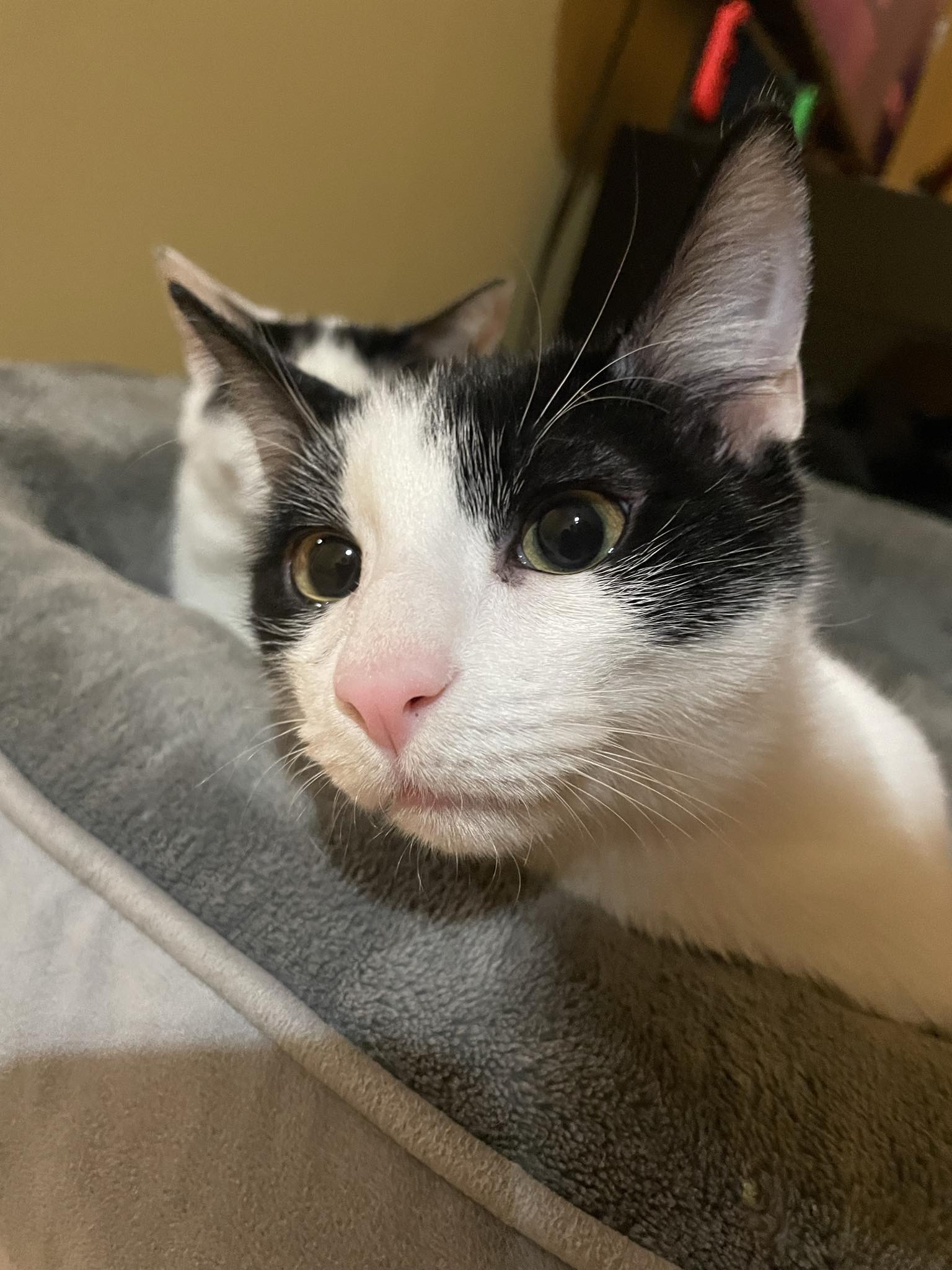 Rue =^.^=, an adoptable Domestic Short Hair in Jacksonville, FL, 32206 | Photo Image 4