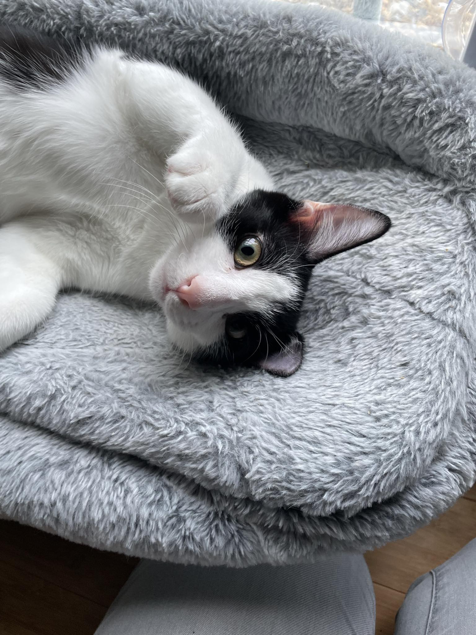 Enlarge Rue =^.^=, a Adoptable Domestic Short Hair in Jacksonville, FL image 2/6