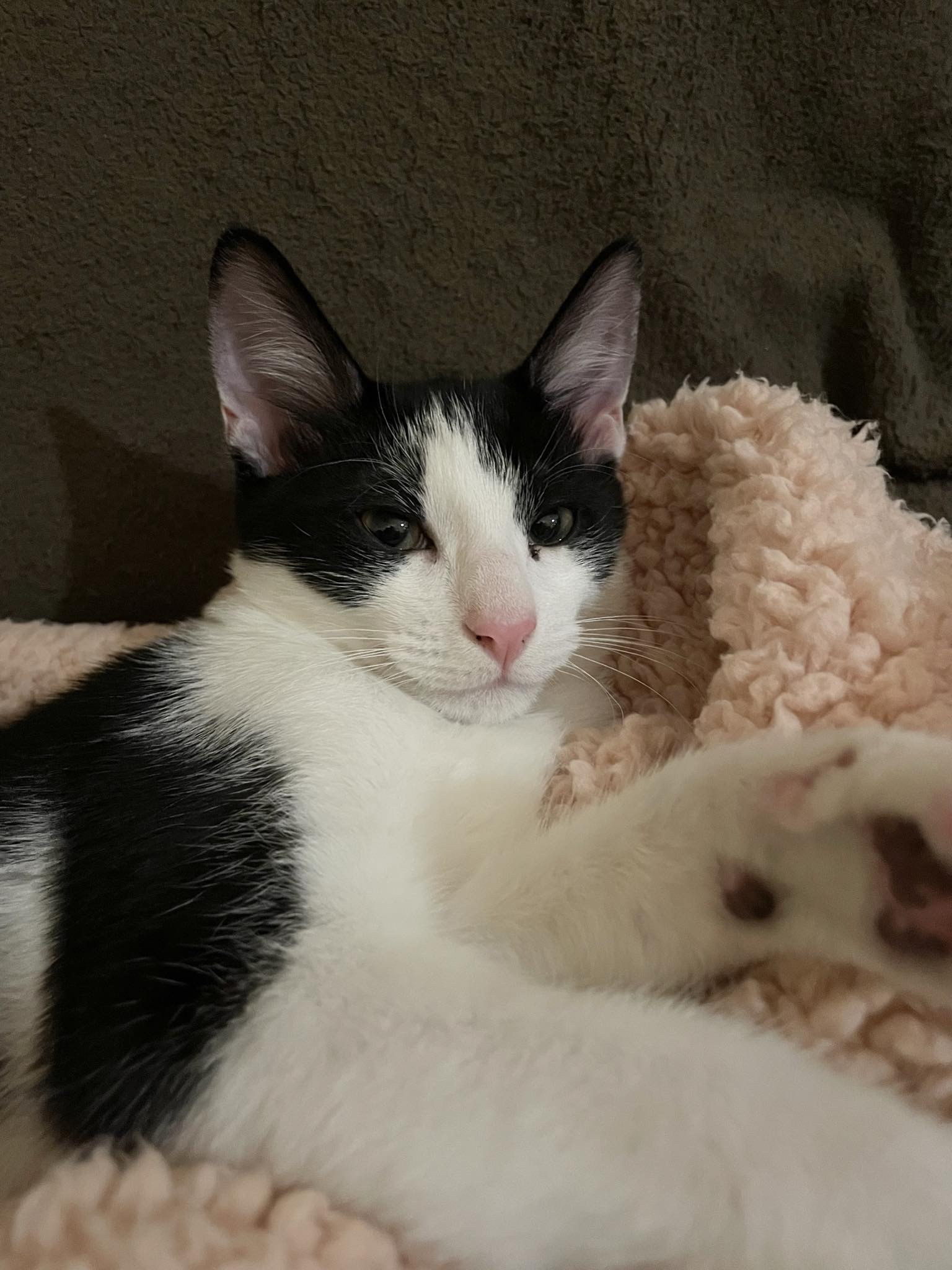 Enlarge Rue =^.^=, a Adoptable Domestic Short Hair in Jacksonville, FL image 5/6