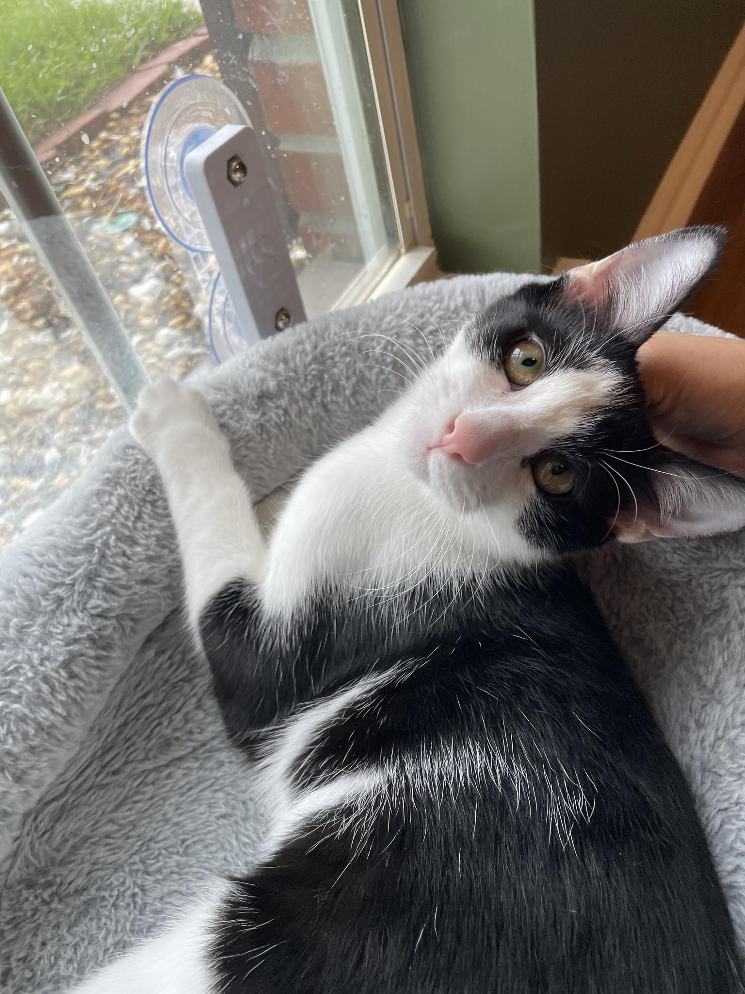 Enlarge Rue =^.^=, a Adoptable Domestic Short Hair in Jacksonville, FL image 3/6