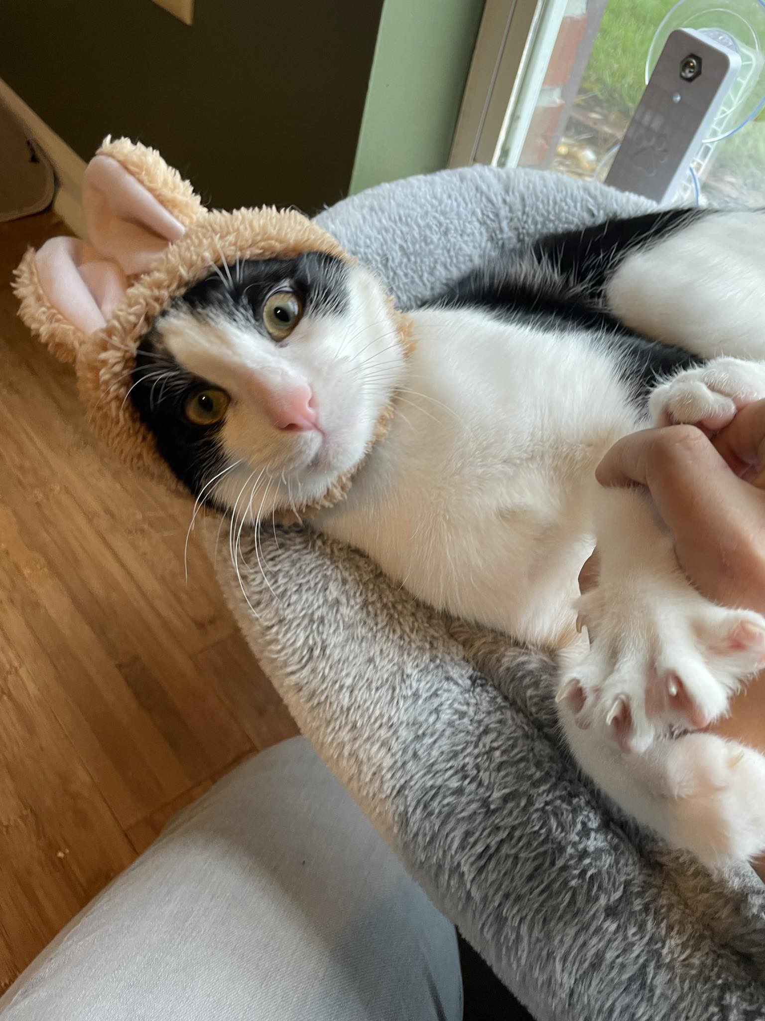 Enlarge Rue =^.^=, a Adoptable Domestic Short Hair in Jacksonville, FL image 1/6