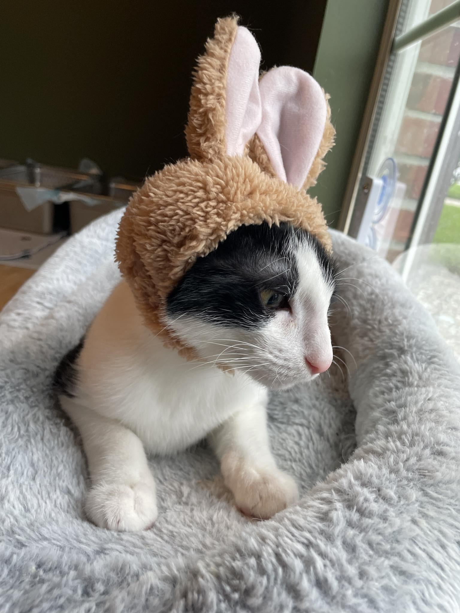 Enlarge Rue =^.^=, a Adoptable Domestic Short Hair in Jacksonville, FL image 6/6