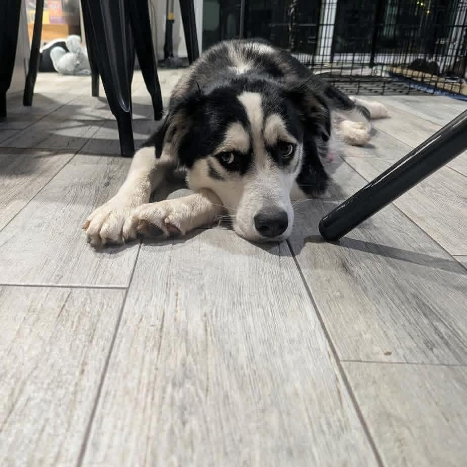 Enlarge Zarra, a ADOPTABLE mixed breed in Lutz, FL image 2/3