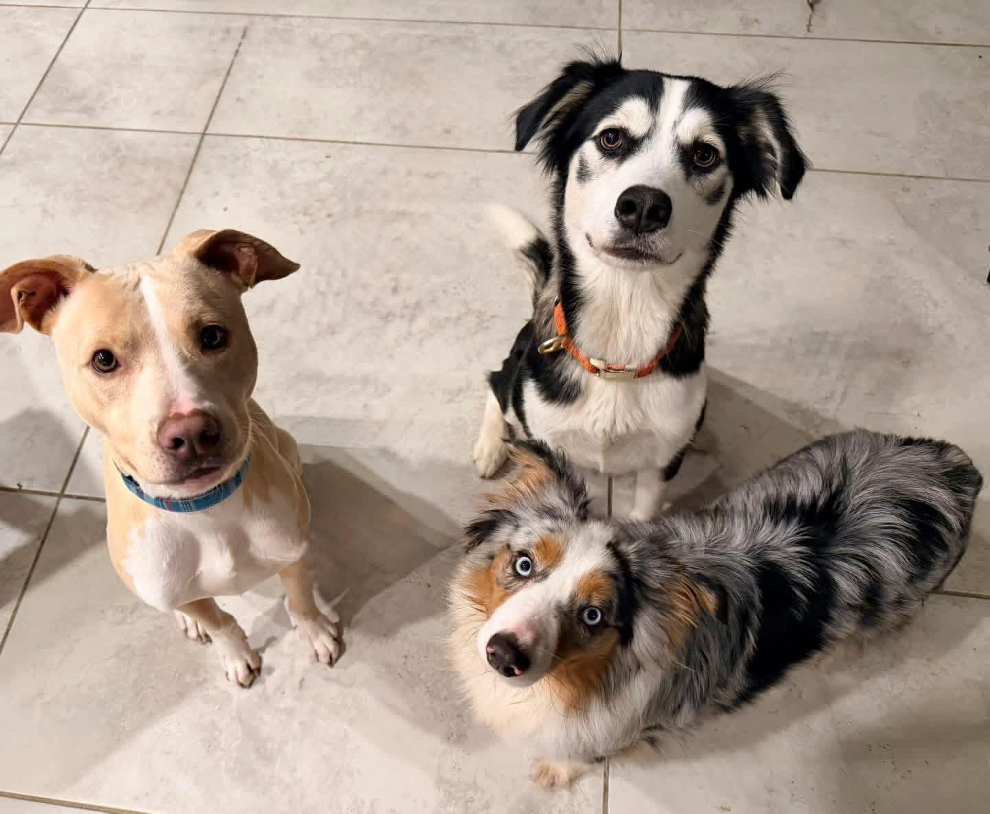 Enlarge Zarra, a ADOPTABLE mixed breed in Lutz, FL image 3/3