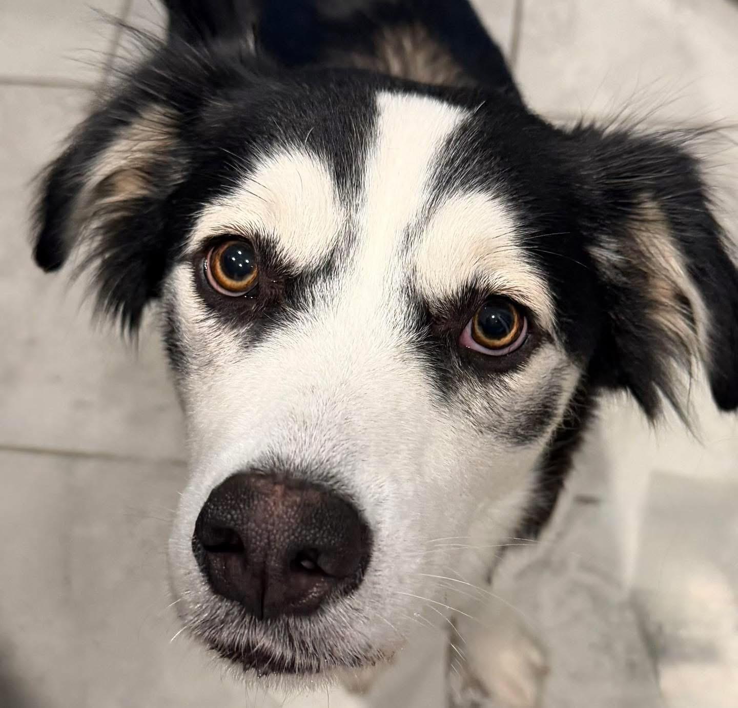 Enlarge Zarra, a ADOPTABLE mixed breed in Lutz, FL image 1/3