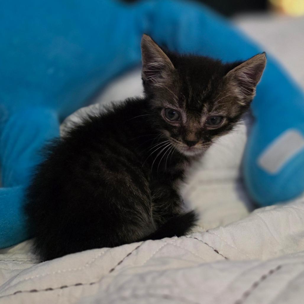 Monkey, Adoptable, Kitten Male Domestic Short Hair.