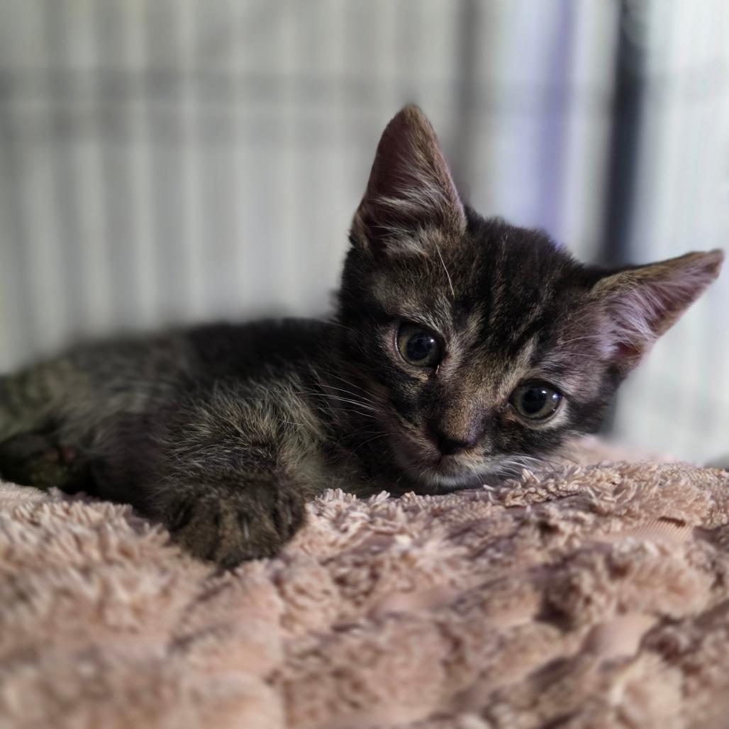 Enlarge Monkey, a Adoptable Domestic Short Hair in Valdosta , GA image 2/5