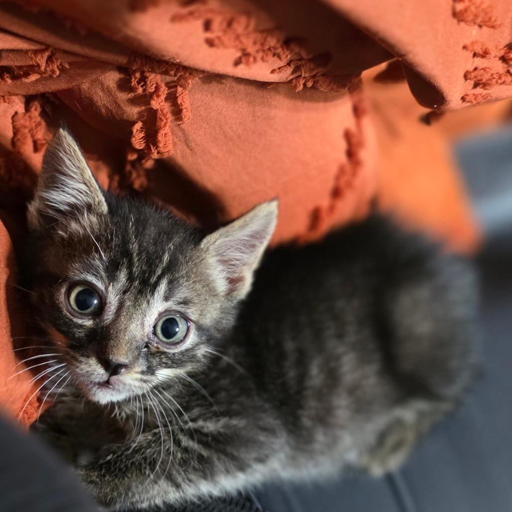 Enlarge Monkey, a Adoptable Domestic Short Hair in Valdosta , GA image 3/5