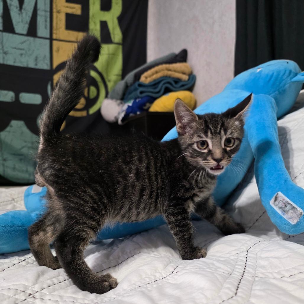 Enlarge Monkey, a Adoptable Domestic Short Hair in Valdosta , GA image 4/5