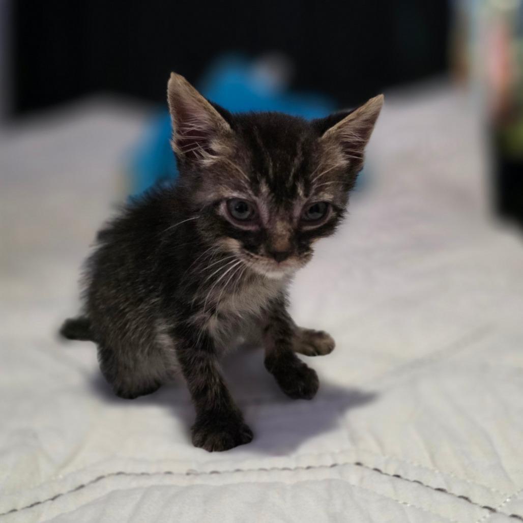 Enlarge Monkey, a Adoptable Domestic Short Hair in Valdosta , GA image 5/5