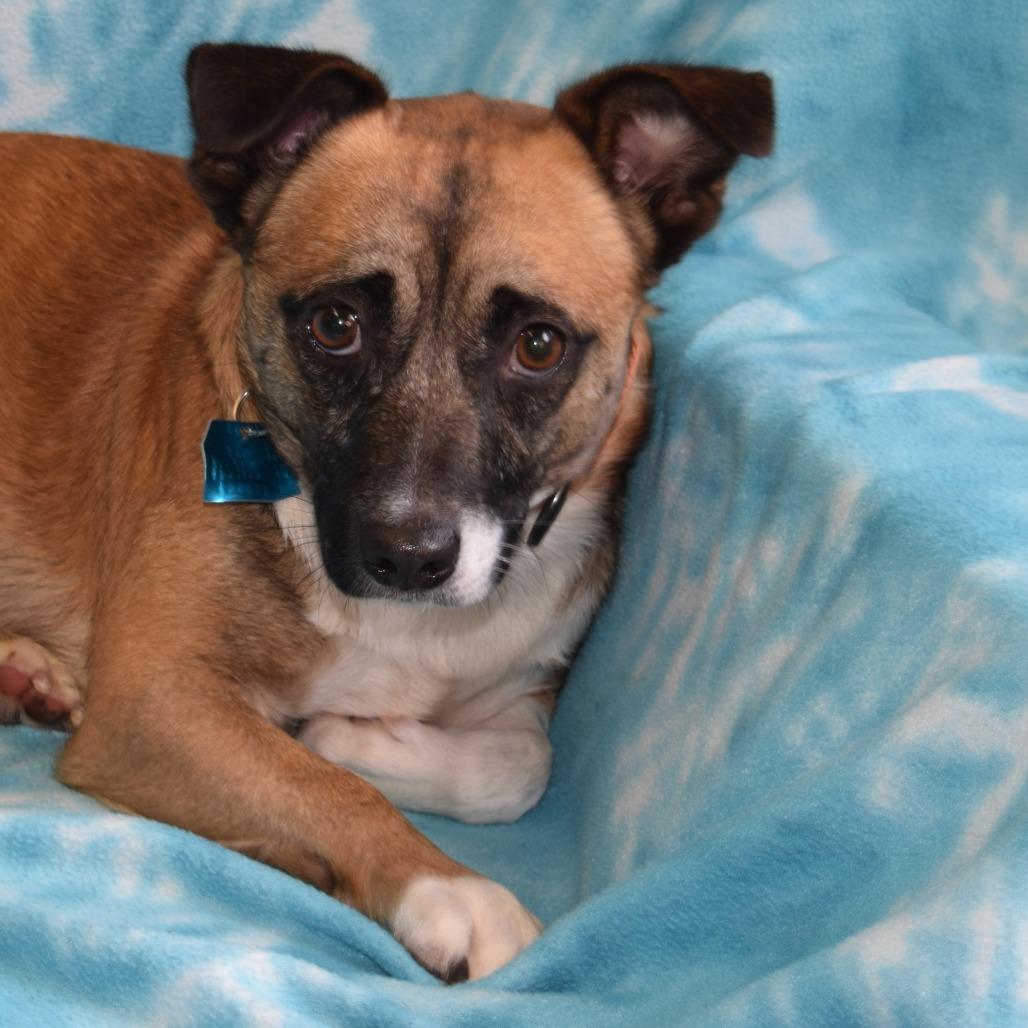 Enlarge Rocko, a Adoptable mixed breed in Eureka, CA image 2/4