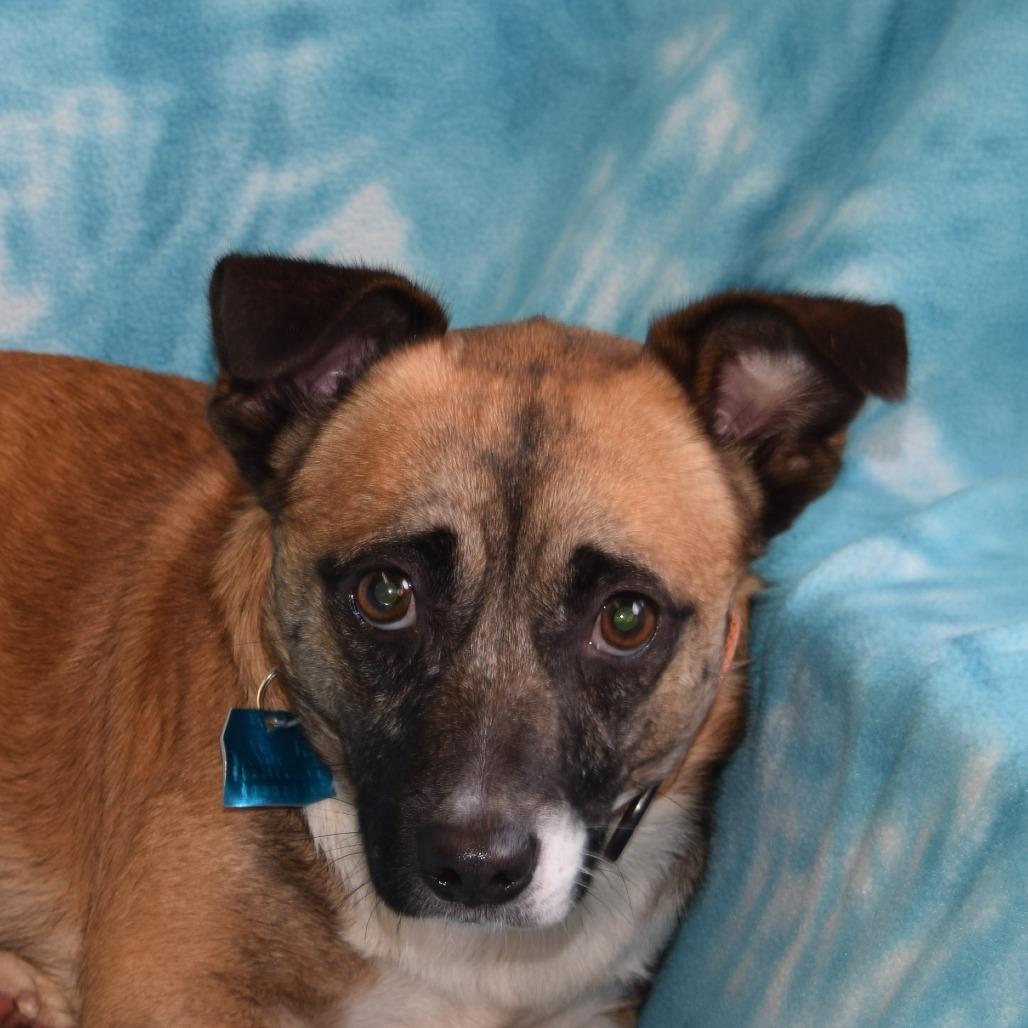 Enlarge Rocko, a Adoptable mixed breed in Eureka, CA image 3/4