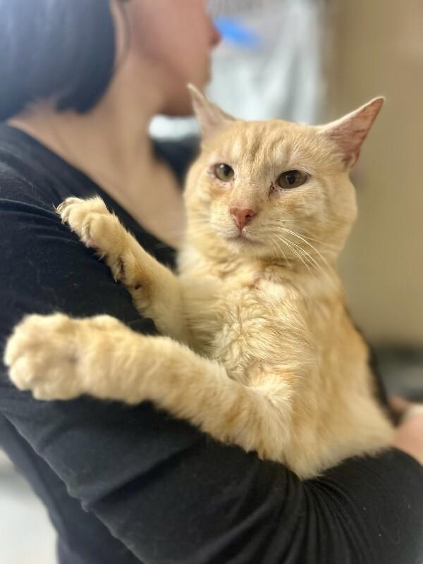 Mango, Adoptable, Adult Male Domestic Short Hair.