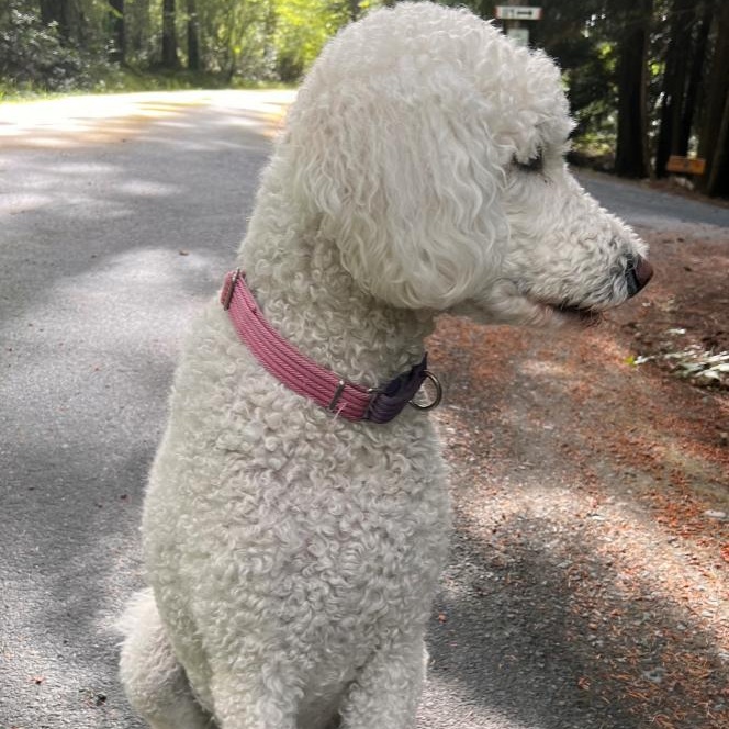 Maggie (Courtesy Post), Adoptable, Adult Female Standard Poodle.