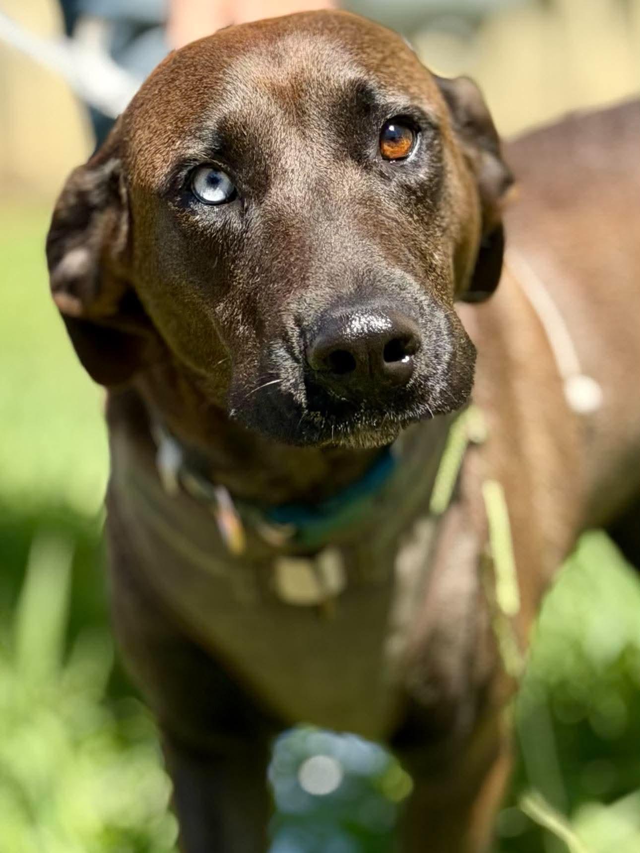 Renata, ADOPTABLE, Adult Female Chocolate Labrador Retriever.