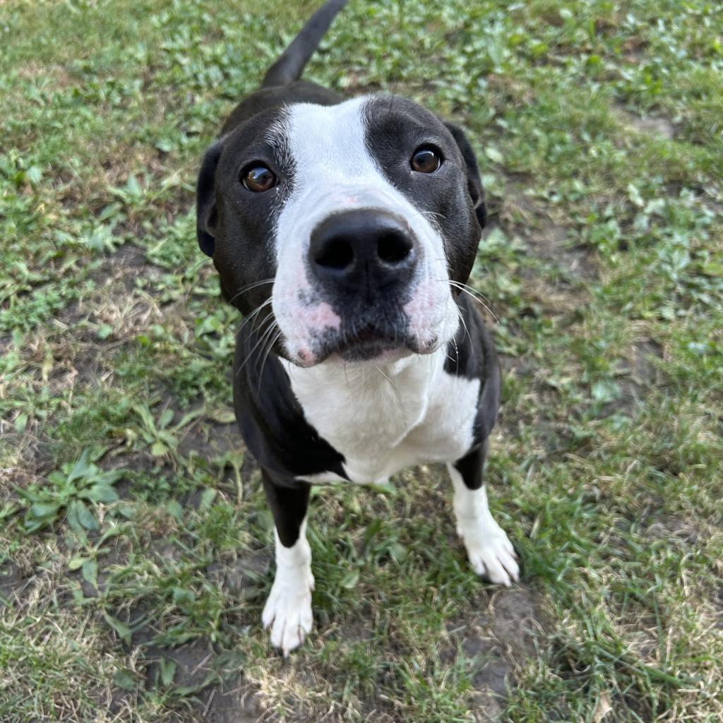 Sevyn, Adoptable, Adult Female Mixed Breed.