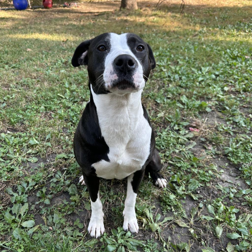 Enlarge Sevyn, a Adoptable Mixed Breed in Davenport, IA image 2/6
