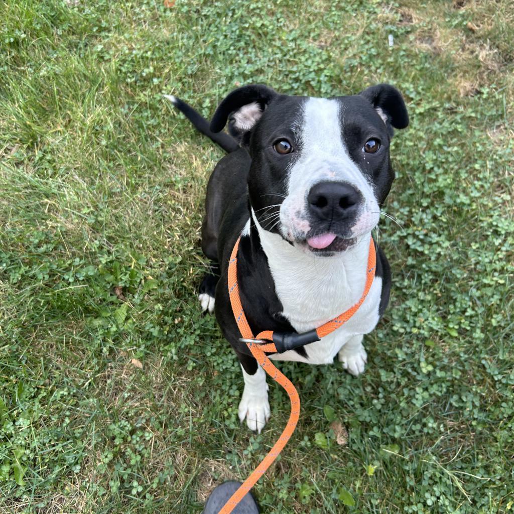 Enlarge Sevyn, a Adoptable Mixed Breed in Davenport, IA image 3/6