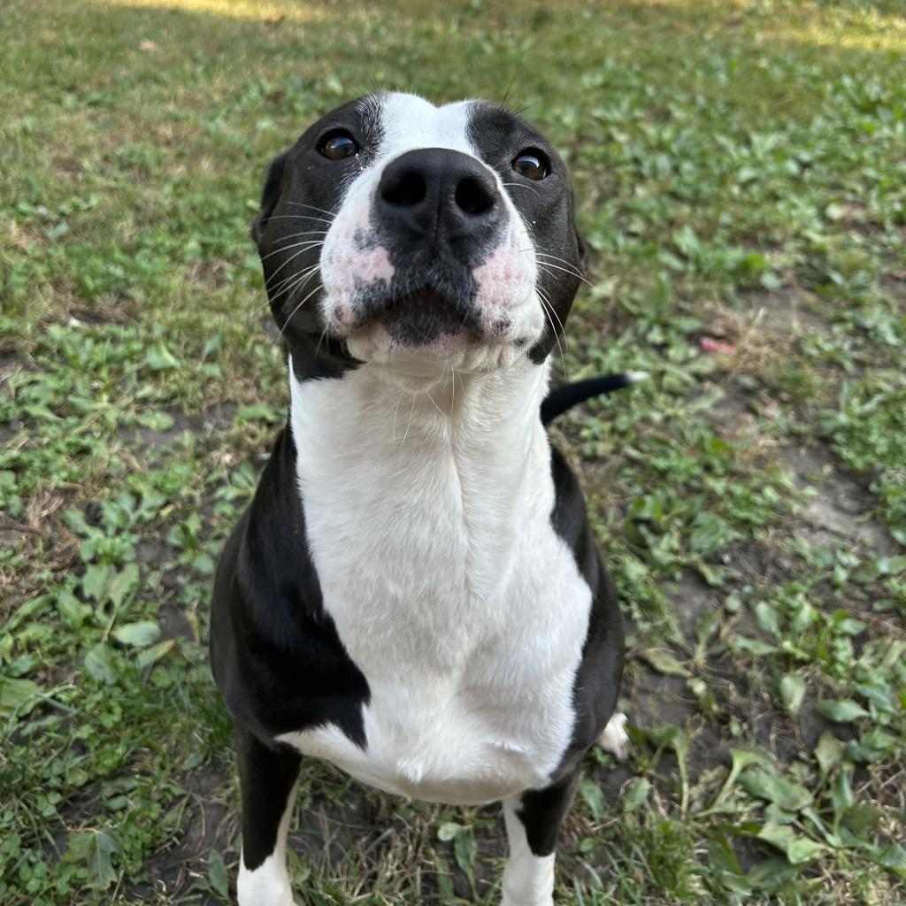 Enlarge Sevyn, a Adoptable Mixed Breed in Davenport, IA image 4/6