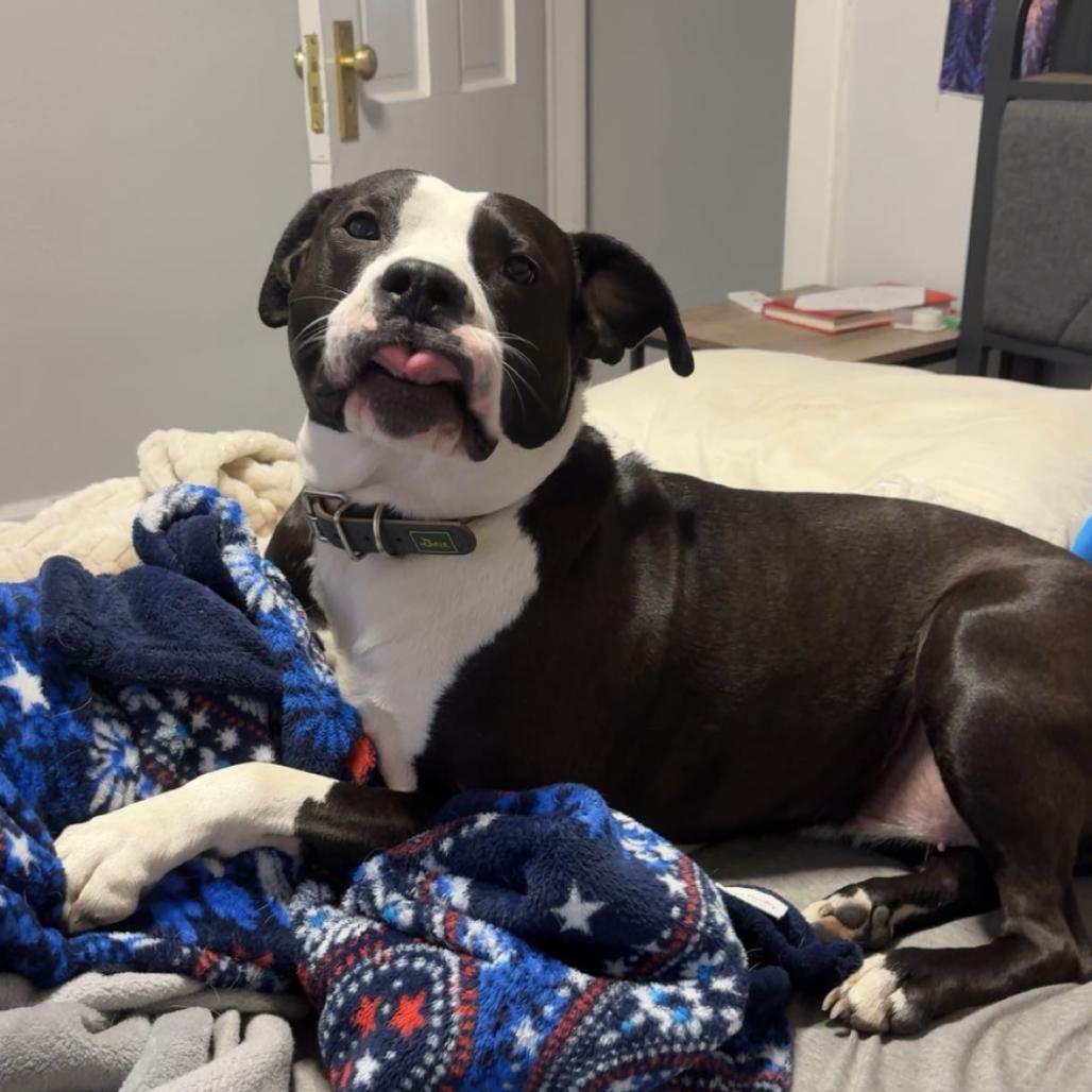 Enlarge Sevyn, a Adoptable Mixed Breed in Davenport, IA image 6/6