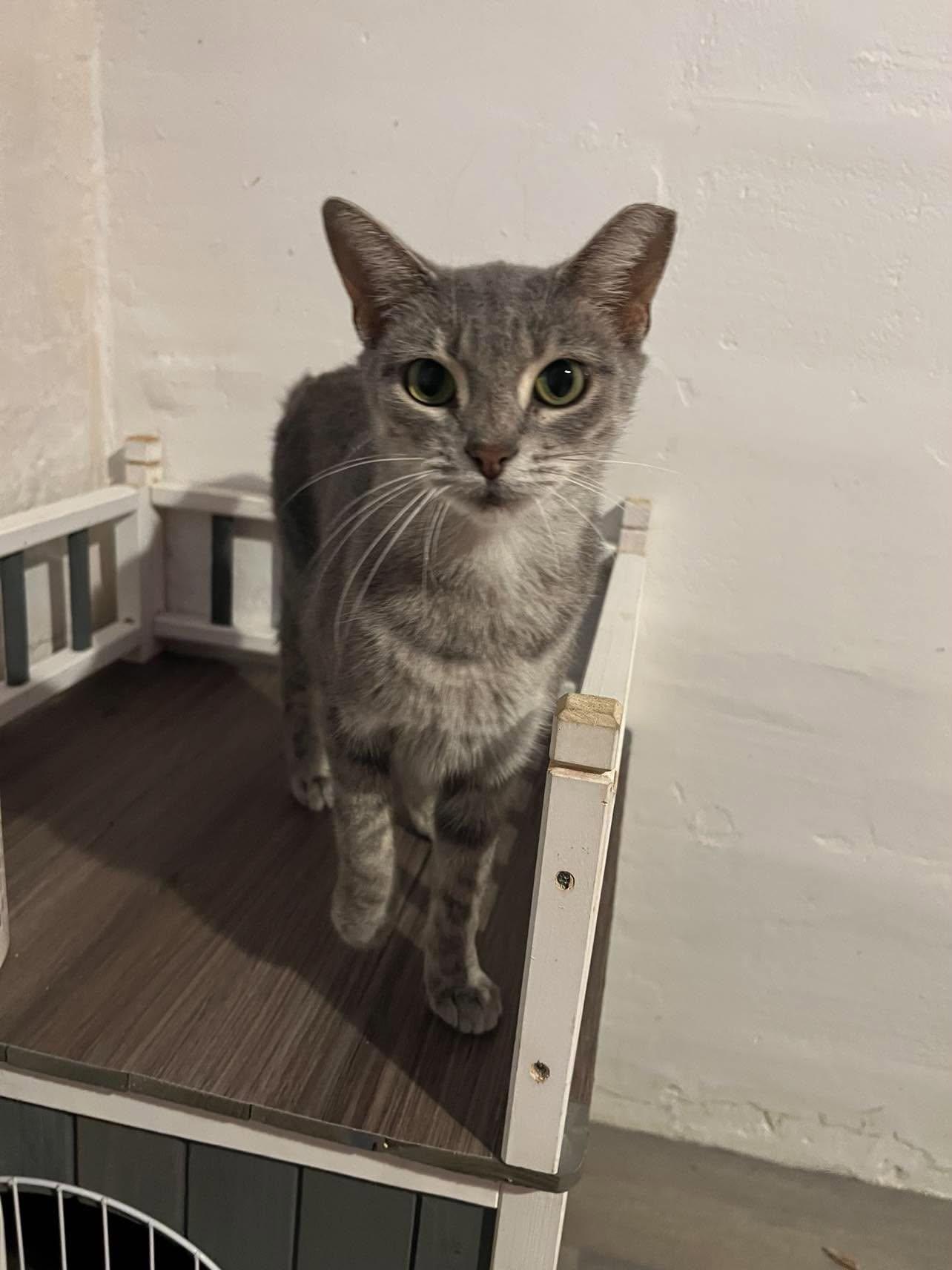 Bride, Adoptable, Adult Female Domestic Short Hair.